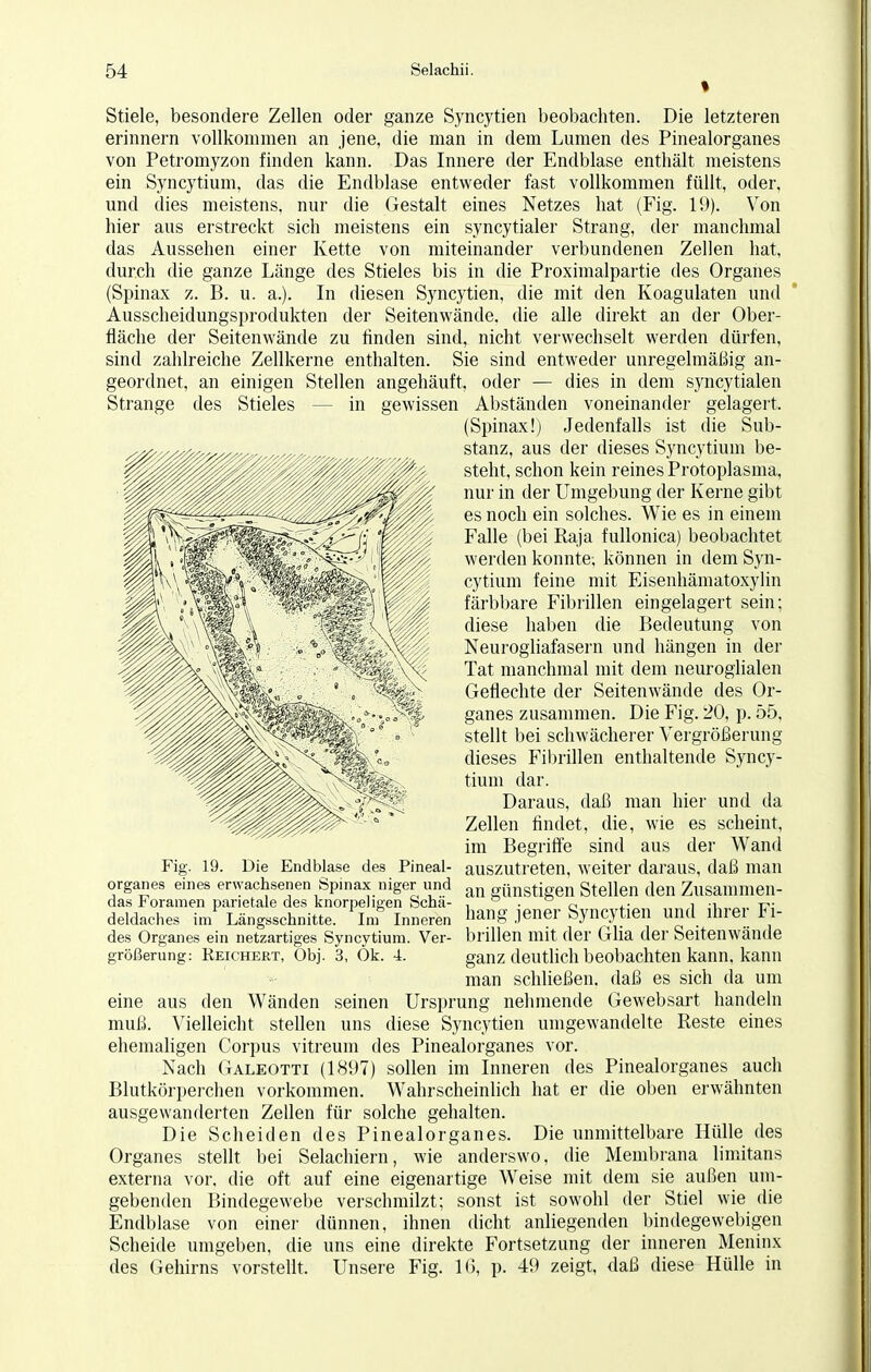 Stiele, besondere Zellen oder ganze Syncytien beobachten. Die letzteren erinnern vollkommen an jene, die man in dem Lumen des Pinealorganes von Petromyzon finden kann. Das Innere der Endblase enthält meistens ein Syncytium, das die Endblase entweder fast vollkommen füllt, oder, und dies meistens, nur die Gestalt eines Netzes hat (Fig. 19). Von hier aus erstreckt sich meistens ein syncytialer Strang, der manchmal das Aussehen einer Kette von miteinander verbundenen Zellen hat, durch die ganze Länge des Stieles bis in die Proximalpartie des Organes (Spinax z. B. u. a.). In diesen Syncytien, die mit den Koagulaten und Ausscheidungsprodukten der Seitenwände, die alle direkt an der Ober- fläche der Seitenwände zu finden sind, nicht verwechselt werden dürfen, sind zahlreiche Zellkerne enthalten. Sie sind entweder unregelmäßig an- geordnet, an einigen Stellen angehäuft, oder — dies in dem syncytialen Strange des Stieles in gewissen Abständen voneinander gelagert. (Spinax!) Jedenfalls ist die Sub- stanz, aus der dieses Syncytium be- steht, schon kein reines Protoplasma, nur in der Umgebung der Kerne gibt es noch ein solches. Wie es in einem Falle (bei Raja fullonica) beobachtet werden konnte; können in dem Syn- cytium feine mit Eisenhämatoxylin färbbare Fibrillen eingelagert sein; diese haben die Bedeutung von Neurogliafasern und hängen in der Tat manchmal mit dem neuroglialen Geflechte der Seitenwände des Or- ganes zusammen. Die Fig. 20, p. 55. stellt bei schwächerer Vergrößerung dieses Fibrillen enthaltende Syncy- tium dar. Daraus, daß man hier und da Zellen findet, die, wie es scheint, im Begriffe sind aus der Wand Fig. 19. Die Endblase des Pineal- auszutreten, weiter daraus, daß man organes eines erwachsenen Spinax niger und an „ünstioen Stellen den Zusammen- clasioramen parietale des knorpeligen bcha- , ■ n , -i T- deldaches im Längsschnitte. Inf Inneren hang jener Syncytien und ihrer Fi- des Organes ein netzartiges Syncytium. Ver- brillen mit der Glia der Seitenwände größerung: Reichert, Obj. 3, Ok. 4. ganz deutlich beobachten kann, kann man schließen, daß es sich da um eine aus den Wänden seinen Ursprung nehmende Gewebsart handeln muß. Vielleicht stellen uns diese Syncytien umgewandelte Reste eines ehemaligen Corpus vitreum des Pinealorganes vor. Nach Galeotti (1897) sollen im Inneren des Pinealorganes auch Blutkörperchen vorkommen. Wahrscheinlich hat er die oben erwähnten ausgewanderten Zellen für solche gehalten. Die Scheiden des Pinealorganes. Die unmittelbare Hülle des Organes stellt bei Selachiern, wie anderswo, die Membrana limitans externa vor, die oft auf eine eigenartige Weise mit dem sie außen um- gebenden Bindegewebe verschmilzt; sonst ist sowohl der Stiel wie die Endblase von einer dünnen, ihnen dicht anliegenden bindegewebigen Scheide umgeben, die uns eine direkte Fortsetzung der inneren Meninx des Gehirns vorstellt. Unsere Fig. 1(5, p. 49 zeigt, daß diese Hülle in