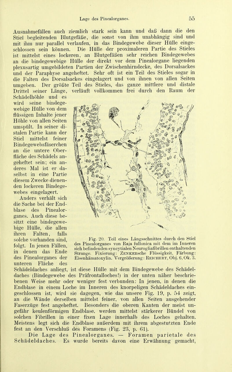 Ausnahmefällen auch ziemlich stark sein kann und daß dann die den Stiel begleitenden Blutgefäße, die sonst von ihm unabhängig sind und mit ihm nur parallel verlaufen, in das Bindegewebe dieser Hülle einge- schlossen sein können. Die Hülle der proximaleren Partie des Stieles ist mittelst eines lockeren, an Blutgefäßen sehr reichen Bindegewebes an die bindegewebige Hülle der direkt vor dem Pinealorgane liegenden plexusartig umgebildeten Partien der Zwischenhirndecke, des Dorsalsackes und der Paraphyse angeheftet. Sehr oft ist ein Teil des Stieles sogar in die Falten des Dorsalsackes eingelagert und von ihnen von allen Seiten umgeben. Der größte Teil des Stieles, das ganze mittlere und distale Drittel seiner Länge, verläuft vollkommen frei durch den Raum der Schädelhöhle und es wird seine bindege- webige Hülle von dem flüssigen Inhalte jener Höhle von allen Seiten umspült. In seiner di- stalen Partie kann der Stiel mittelst feiner Bindegewebsfäserchen an die untere Ober- fläche des Schädels an- geheftet sein; ein an- deres Mal ist er da- selbst in eine Partie diesem Zwecke dienen- den lockeren Bindege- webes eingelagert. Anders verhält sich die Sache bei der End- blase des Pinealor- ganes. Auch diese be- sitzt eine bindegewe- bige Hülle, die allen ihren Falten, falls solche vorhanden sind, folgt, In jenen Fällen, in denen das Ende des Pinealorganes der unteren Fläche des Schädeldaches anliegt, ist diese Hülle mit dem Bindegewebe des Schädel- daches (Bindegewebe des Präfrontalloches!) in der unten näher beschrie- benen Weise mehr oder weniger fest verbunden: In jenen, in denen die Endblase in einem Loche im Inneren des knorpeligen Schädeldaches ein- geschlossen ist, wird sie dagegen, wie das unsere Fig. 19, p. 54 zeigt, an die Wände derselben mittelst feiner, von allen Seiten ausgehender Faserzüge fest angeheftet. Besonders die oberen Kanten der meist un- gefähr keulenförmigen Endblase, werden mittelst stärkerer Bündel von solchen Fibrillen in einer fixen Lage innerhalb des Loches gehalten. Meistens legt sich die Endblase außerdem mit ihrem abgestutzten Ende fest an den Verschluß des Foramens (Fig. 23, p. 61). Die Lage des Pinealorganes. — Foramen parietale des Schädeldaches. Es wurde bereits davon eine Erwähnung gemacht, Fig. 20. Teil eines Längsschnittes durch den Stiel des Pinealorganes von Kaja fullonica mit dem im Inneren sich befindenden syncytialen Neurogliafibrillen enthaltenden Strange. Fixierung: ZENKERsche Flüssigkeit, Färbung: Eisenhämatoxylin. Vergrößerung: Reichert, Obj. 6, Ok. 3.