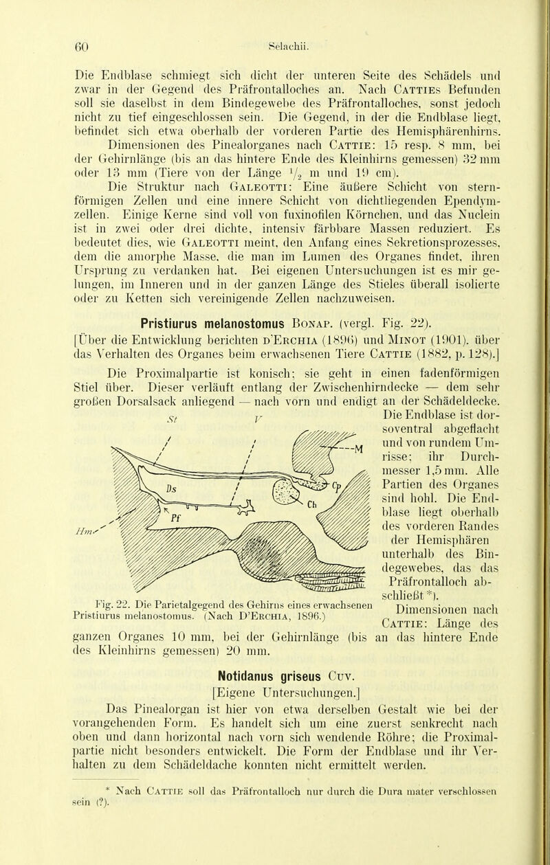 Die Endblase schmiegt sich dicht der unteren Seite des Schädels und zwar in der Gegend des Präfrontalloches an. Nach Catties Befunden soll sie daselbst in dem Bindegewebe des Präfrontalloches, sonst jedoch nicht zu tief eingeschlossen sein. Die Gegend, in der die Endblase liegt, befindet sich etwa oberhalb der vorderen Partie des Heinisphärenhirns. Dimensionen des Pinealorganes nach Cattie: 15 resp. 8 mm, bei der Gehirnlänge (bis an das hintere Ende des Kleinhirns gemessen) 32 mm oder 13 mm (Tiere von der Länge 1/2 m und 19 cm). Die Struktur nach Galeotti: Eine äußere Schicht von stern- förmigen Zellen und eine innere Schicht von dichtliegenden Ependym- zellen. Einige Kerne sind voll von fuxinofilen Körnchen, und das Nuclein ist in zwei oder drei dichte, intensiv färbbare Massen reduziert, Es bedeutet dies, wie Galeotti meint, den Anfang eines Sekretionsprozesses, dem die amorphe Masse, die man im Lumen des Organes findet, ihren Ursprung zu verdanken hat. Bei eigenen Untersuchungen ist es mir ge- lungen, im Inneren und in der ganzen Länge des Stieles überall isolierte oder zu Ketten sich vereinigende Zellen nachzuweisen. Pristiurus melanostomus Bonap. (vergl. Fig. 22). [Über die Entwicklung berichten d'Erchia (1896) und Minot (1901). über das Verhalten des Organes beim erwachsenen Tiere Cattie (1882, p. 128).] Die Proximalpartie ist konisch; sie geht in einen fadenförmigen Stiel über. Dieser verläuft entlang der Zwischenhirndecke — dem sehr großen Dorsalsack anliegend — nach vorn und endigt an der Schädeldecke. Die Endblase ist dor- soventral abgeflacht und von rundem Um- risse; ihr Durch- messer 1,5 mm. Alle Partien des Organes sind hohl. Die End- blase liegt oberhall) des vorderen Randes der Hemisphären unterhalb des Bin- degewebes, das das Präfrontalloch ab- schließt*). Dimensionen nach Cattie : Länge des Hm- Fig. 22. Die Parietalgegend des Gehirns eines erwachsenen Pristiurus melanostomus. (Nach D'Erchia, 1896.) ganzen Organes 10 mm, bei der Gehirnlänge (bis an das hintere Ende des Kleinhirns gemessen) 20 mm. Notidanus griseus Cuv. [Eigene Untersuchungen.] Das Pinealorgan ist hier von etwa derselben Gestalt wie bei der vorangehenden P'orm. Es handelt sich um eine zuerst senkrecht nach oben und dann horizontal nach vorn sich wendende Röhre; die Proximal- partie nicht besonders entwickelt. Die Form der Endblase und ihr Ver- halten zu dem Schädeldache konnten nicht ermittelt werden. * Nach Cattie soll das Präfrontalloch nur durch die Dura mater verschlossen sein (?).