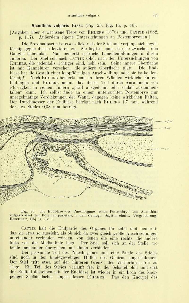 Acanthias vulgaris Risso (Fig. 23, Fig. 15, p. 46). [Angaben über erwachsene Tiere von Ehlers (1878) und Cattie (1882, p. 117). Außerdem eigene Untersuchungen an Postembryonen.] Die Proximalpartie ist etwas dicker als der Stiel und verjüngt sich kegel- förmig gegen diesen letzteren zu. Sie liegt in einer Furche zwischen den Ganglia habenulae. Man bemerkt spärliche Lamellenbildungen in ihrem Inneren. Der Stiel soll nach Cattie solid, nach den Untersuchungen von Ehlers, die jedenfalls richtiger sind, hohl sein. Seine innere Oberfläche ist mit Kannelüren versehen, die äußere Oberfläche glatt. Die End- blase hat die Gestalt einer knopfförmigen Anschwellung (oder sie ist keulen- förmig!). Nach Ehlers bemerkt man an ihren Wänden wirkliche Falten- bildungen und Ehlers meint, daß dieser Teil durch Ansammeln von Flüssigkeit in seinem Innern „prall ausgedehnt oder schlaff zusammen- fallen kann. Ich selbst finde an einem untersuchten Postembryo nur unregelmäßige Verdickungen der Wand, dagegen keine wirklichen Falten. Der Durchmesser der Endblase beträgt nach Ehlers 1.7 mm. während der des Stieles 0,38 mm beträgt. Fig. 23. Die Endblase des Pinealorganes eines Postembryo von Acanthias vulgaris samt dem Foramen parietale, in dem sie liegt. Sagittalschnitt. Vergrößerung: Reichert, Obj. 3, Ok. 3. Cattie hält die Endpartie des Organes für solid und bemerkt, daß sie etwa so aussieht, als ob sich da zwei gleich große Anschwellungen miteinander verbinden würden, von denen die eine rechts, die andere links von der Medianlinie liegt. Der Stiel soll sich an der Stelle, wo beide ineinander übergehen, mit ihnen verbinden. Der proximale Teil des Pinealorganes und eine Partie des Stieles sind noch in den bindegewebigen Hüllen des Gehirns eingeschlossen. Der Stiel tritt etwa auf der hinteren Grenze des Vorderhirns frei zu Tage. Ein Teil des Stieles verläuft frei in der Schädelhöhle und erst der Endteil desselben mit der Endblase ist wieder in ein Loch des knor- peligen Schädeldaches eingeschlossen (Ehlers). Das den Knorpel des