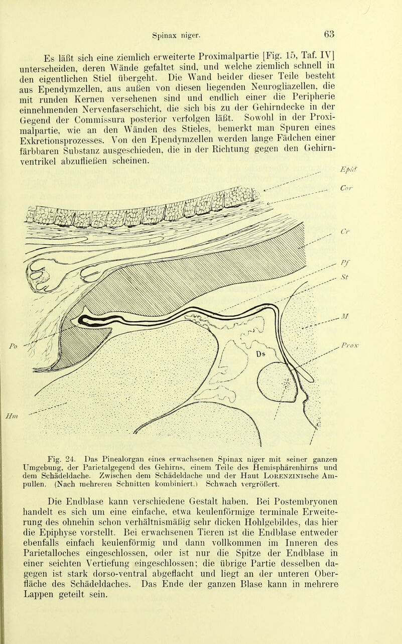 Es läßt sich eine ziemlich erweiterte Proximalpartie [Fig. 15, Taf. IV] unterscheiden, deren Wände gefaltet sind, und welche ziemlich schnell in den eigentlichen Stiel übergeht. Die Wand beider dieser Teile besteht aus Ependymzellen, aus außen von diesen liegenden Neurogliazellen, die mit runden Kernen versehenen sind und endlich einer die Peripherie einnehmenden Nervenfaserschicht, die sich bis zu der Gehirndecke in der Gegend der Commissura posterior verfolgen läßt. Sowohl in der Proxi- malpartie, wie an den Wänden des Stieles, bemerkt man Spuren eines Exkretionsprozesses. Von den Ependymzellen werden lange Fädchen einer färbbaren Substanz ausgeschieden, die in der Richtung gegen den Gehirn- ventrikel abzufließen scheinen. Epid Fig. 24. Das Pinealorgan eines erwachsenen Spinax niger mit seiner ganzen Umgebung, der Parietalgegend des Gehirns, einem Teile des Hemisphärenhirns und dem Schädeldache. Zwischen dem Schädeldache und der Haut LoRENZiNische Am- pullen. (Nach mehreren Schnitten kombiniert.) Schwach vergrößert. Die Endblase kann verschiedene Gestalt haben. Bei Postembryonen handelt es sich um eine einfache, etwa keulenförmige terminale Erweite- rung des ohnehin schon verhältnismäßig sehr dicken Hohlgebildes, das hier die Epiphyse vorstellt. Bei erwachsenen Tieren ist die Endblase entweder ebenfalls einfach keulenförmig und dann vollkommen im Inneren des Parietalloches eingeschlossen, oder ist nur die Spitze der Endblase in einer seichten Vertiefung eingeschlossen; die übrige Partie desselben da- gegen ist stark dorso-ventral abgeflacht und liegt an der unteren Ober- fläche des Schädeldaches. Das Ende der ganzen Blase kann in mehrere Lappen geteilt sein.