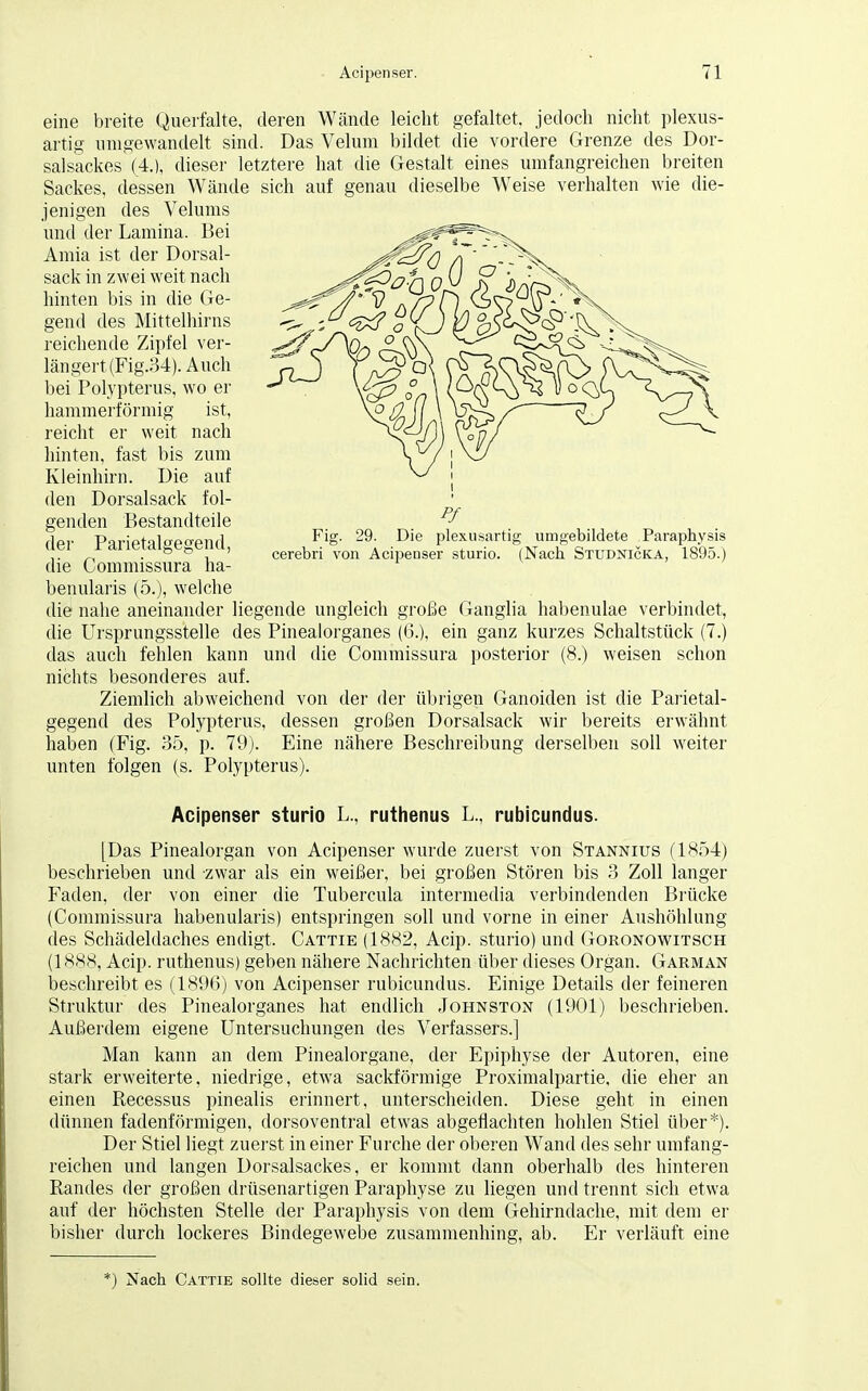 eine breite Querfalte, deren Wände leicht gefaltet, jedoch nicht plexus- artig umgewandelt sind. Das Velum bildet die vordere Grenze des Dor- salsackes (4.), dieser letztere hat die Gestalt eines umfangreichen breiten Sackes, dessen Wände sich auf genau dieselbe Weise verhalten wie die- jenigen des Velums und der Lamina. Bei Amia ist der Dorsal- sack in zwei weit nach hinten bis in die Ge- gend des Mittelhirns reichende Zipfel ver- längert (Fig.34). Auch bei Polypterus, wo er hammerförmig ist, reicht er weit nach hinten, fast bis zum Kleinhirn. Die auf den Dorsalsack fol- genden Bestandteile der Parietalgegend, die Commissura ha- benularis (5.), welche die nahe aneinander liegende ungleich große Ganglia habenulae verbindet, die Ursprungsstelle des Pinealorganes (ix), ein ganz kurzes Schaltstück (7.) das auch fehlen kann und die Commissura posterior (8.) weisen schon nichts besonderes auf. Ziemlich abweichend von der der übrigen Ganoiden ist die Parietal- gegend des Polypterus, dessen großen Dorsalsack wir bereits erwähnt haben (Fig. 35, p. 79). Eine nähere Beschreibung derselben soll weiter unten folgen (s. Polypterus). Acipenser sturio L., ruthenus L., rubicundus. [Das Pinealorgan von Acipenser wurde zuerst von Stannius (1854) beschrieben und zwar als ein weißer, bei großen Stören bis 3 Zoll langer Faden, der von einer die Tubercula intermedia verbindenden Brücke (Commissura habenularis) entspringen soll und vorne in einer Aushöhlung des Schädeldaches endigt. Cattie (1882, Acip. sturio) und Goronowitsch (1888, Acip. ruthenus) geben nähere Nachrichten über dieses Organ. Garman beschreibt es (1896) von Acipenser rubicundus. Einige Details der feineren Struktur des Pinealorganes hat endlich Johnston (1901) beschrieben. Außerdem eigene Untersuchungen des Verfassers.] Man kann an dem Pinealorgane, der Epiphyse der Autoren, eine stark erweiterte, niedrige, etwa sackförmige Proximalpartie, die eher an einen Recessus pinealis erinnert, unterscheiden. Diese geht in einen dünnen fadenförmigen, dorsoventral etwas abgeflachten hohlen Stiel über*). Der Stiel liegt zuerst in einer Furche der oberen Wand des sehr umfang- reichen und langen Dorsalsackes, er kommt dann oberhalb des hinteren Randes der großen drüsenartigen Paraphyse zu liegen und trennt sich etwa auf der höchsten Stelle der Paraphysis von dem Gehirndache, mit dem er bisher durch lockeres Bindegewebe zusammenhing, ab. Er verläuft eine *) Nach Cattie sollte dieser solid sein.