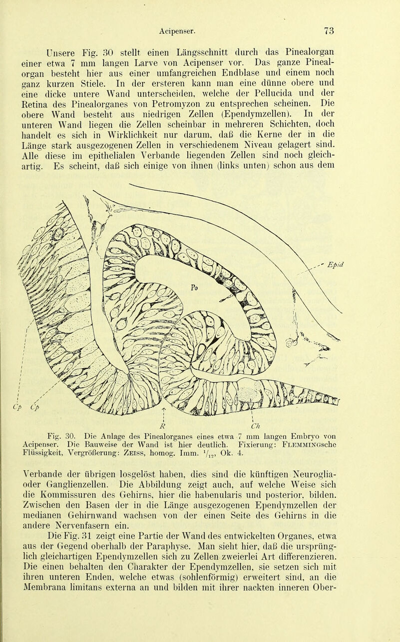 Unsere Fig. 30 stellt einen Längsschnitt durch das Pinealorgan einer etwa 7 mm langen Larve von Acipenser vor. Das ganze Pineal- organ besteht hier aus einer umfangreichen Endblase und einem noch ganz kurzen Stiele. In der ersteren kann man eine dünne obere und eine dicke untere Wand unterscheiden, welche der Pellucida und der Retina des Pinealorganes von Petromyzon zu entsprechen scheinen. Die obere Wand besteht aus niedrigen Zellen (Ependymzellen). In der unteren Wand liegen die Zellen scheinbar in mehreren Schichten, doch handelt es sich in Wirklichkeit nur darum, daß die Kerne der in die Länge stark ausgezogenen Zellen in verschiedenem Niveau gelagert sind. Alle diese im epithelialen Verbände liegenden Zellen sind noch gleich- artig. Es scheint, daß sich einige von ihnen (links unten) schon aus dem A Ch Fig. 30. Die Anlage des Pinealorganes eines etwa 7 mm langen Embryo von Acipenser. Die Bauweise der Wand ist hier deutlich. Fixierung: FLEMMiNGsche Flüssigkeit, Vergrößerung: Zeiss, homog. Imm. l/13, Ok. 4. Verbände der übrigen losgelöst haben, dies sind die künftigen Neuroglia- oder Ganglienzellen. Die Abbildung zeigt auch, auf welche Weise sich die Kommissuren des Gehirns, hier die habenularis und posterior, bilden. Zwischen den Basen der in die Länge ausgezogenen Ependymzellen der medianen Gehirnwand wachsen von der einen Seite des Gehirns in die andere Nervenfasern ein. Die Fig. 31 zeigt eine Partie der Wand des entwickelten Organes, etwa aus der Gegend oberhalb der Paraphyse. Man sieht hier, daß die ursprüng- lich gleichartigen Ependymzellen sich zu Zellen zweierlei Art differenzieren. Die einen behalten den Charakter der Ependymzellen, sie setzen sich mit ihren unteren Enden, welche etwas (sohlenförmig) erweitert sind, an die Membrana limitans externa an und bilden mit ihrer nackten inneren Ober-