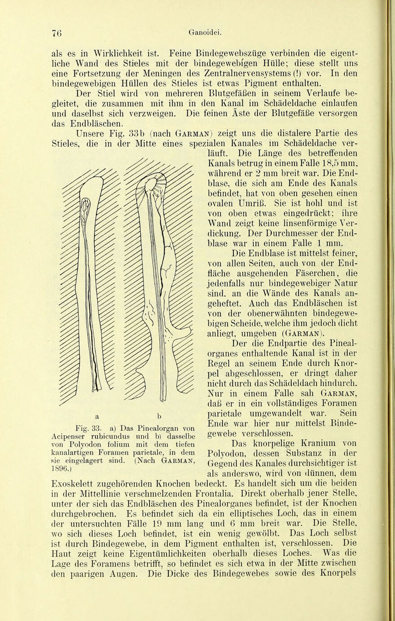 als es in Wirklichkeit ist. Feine Bindegewebszüge verbinden die eigent- liche Wand des Stieles mit der bindegewebigen Hülle; diese stellt uns eine Fortsetzung der Meningen des Zentralnervensystems (!) vor. In den bindegewebigen Hüllen des Stieles ist etwas Pigment enthalten. Der Stiel wird von mehreren Blutgefäßen in seinem Verlaufe be- gleitet, die zusammen mit ihm in den Kanal im Schädeldache einlaufen und daselbst sich verzweigen. Die feinen Äste der Blutgefäße versorgen das Endbläschen. Unsere Fig. 33b (nach Garman) zeigt uns die distalere Partie des Stieles, die in der Mitte eines spezialen Kanales im Schädeldache ver- läuft. Die Länge des betreffenden Kanals betrug in einem Falle 18.5 mm. während er 2 mm breit war. Die End- blase, die sich am Ende des Kanals befindet, hat von oben gesehen einen ovalen Umriß. Sie ist hohl und ist von oben etwas eingedrückt; ihre Wand zeigt keine linsenförmige Ver- dickung. Der Durchmesser der End- blase war in einem Falle 1 mm. Die Endblase ist mittelst feiner, von allen Seiten, auch von der End- fläche ausgehenden Fäserchen, die jedenfalls nur bindegewebiger Natur sind, an die Wände des Kanals an- geheftet. Auch das Endbläschen ist von der obenerwähnten bindegewe- bigen Scheide, welche ihm jedoch dicht anliegt, umgeben (Garman). Der die Endpartie des Pineal- organes enthaltende Kanal ist in der Regel an seinem Ende durch Knor- pel abgeschlossen, er dringt daher nicht durch das Schädeldach hindurch. Nur in einem Falle sah Garman, daß er in ein vollständiges Foramen a i-, parietale umgewandelt war. Sein „„ s ^ t>- i Ende war hier nur mittelst Binde- hig. 33. a) Das rinealorgan von . ,, Acipenser rubicundus und b) dasselbe gewebe verschlossen. von Polyodon folium mit dem tiefen Das knorpelige Kranium von kanalartigen Foramen parietale, in dem Polyodon, dessen Substanz in der isgel1^61^ Sid' (Na°h Garman' Gegend des Kanales durchsichtiger ist als anderswo, wird von dünnen, dem Exoskelett zugehörenden Knochen bedeckt. Es handelt sich um die beiden in der Mittellinie verschmelzenden Frontalia. Direkt oberhalb jener Stelle, unter der sich das Endbläschen des Pinealorganes befindet, ist der Knochen durchgebrochen. Es befindet sich da ein elliptisches Loch, das in einem der untersuchten Fälle 19 mm lang und 6 mm breit war. Die Stelle, wo sich dieses Loch befindet, ist ein wenig gewölbt. Das Loch selbst ist durch Bindegewebe, in dem Pigment enthalten ist, verschlossen. Die Haut zeigt keine Eigentümlichkeiten oberhalb dieses Loches. Was die Lage des Foramens betrifft, so befindet es sich etwa in der Mitte zwischen den paarigen Augen. Die Dicke des Bindegewebes sowie des Knorpels