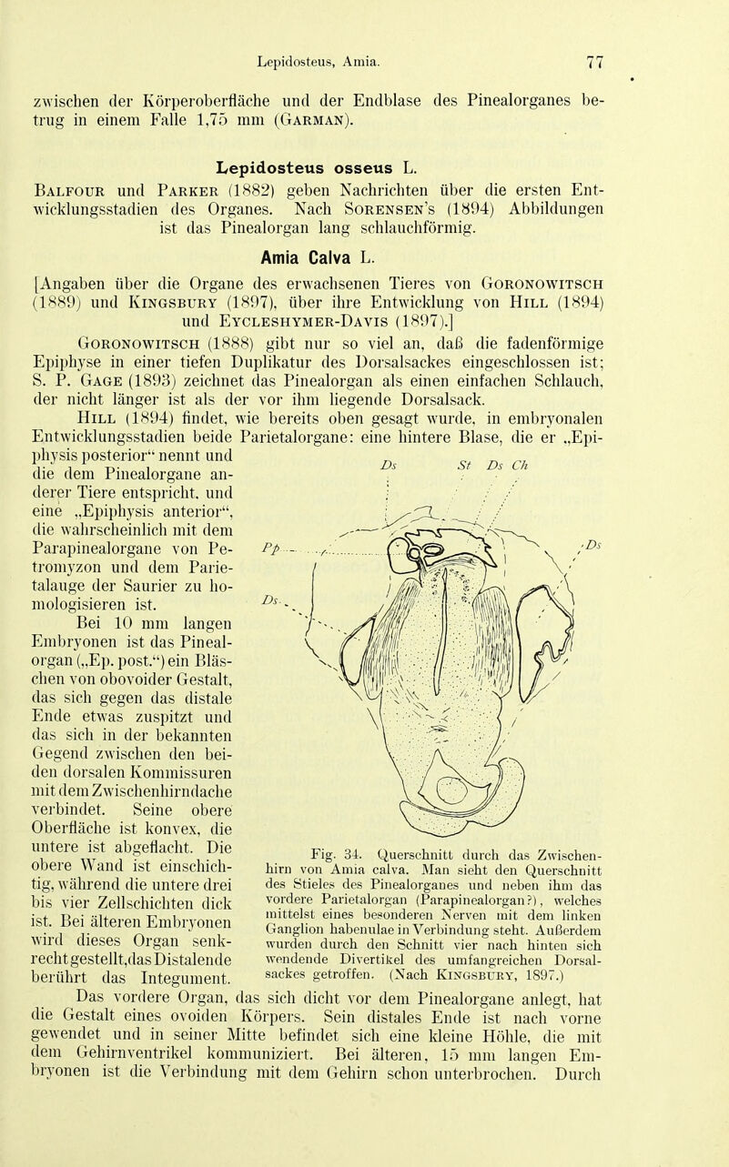 zwischen der Körperoberfläche und der Endblase des Pinealorganes be- trug in einem Falle 1,75 mm (Garman). Ds St Ds Ch Pp... ■ Ds Ds. Lepidosteus osseus L. Balfour und Parker (1882) geben Nachrichten über die ersten Ent- wicklungsstadien des Organes. Nach Sorensen's (1894) Abbildungen ist das Pinealorgan lang schlauchförmig. Amia Calva L. [Angaben über die Organe des erwachsenen Tieres von Goronowitsch (1889) und Kingsbury (1897), über ihre Entwicklung von Hill (1894) und Eycleshymer-Davis (1897).] Goronowitsch (1888) gibt nur so viel an, daß die fadenförmige Epiphyse in einer tiefen Duplikatur des Dorsalsackes eingeschlossen ist; S. P. Gage (1893) zeichnet das Pinealorgan als einen einfachen Schlauch, der nicht länger ist als der vor ihm liegende Dorsalsack. Hill (1894) findet, wie bereits oben gesagt wurde, in embryonalen Entwicklungsstadien beide Parietalorgane: eine hintere Blase, die er ,,Epi- physis posterior nennt und die dem Pinealorgane an- derer Tiere entspricht, und eine „Epiphysis anterior, die wahrscheinlich mit dem Parapinealorgane von Pe- tromyzon und dem Parie- talauge der Saurier zu ho- mologisieren ist. Bei 10 mm langen Embryonen ist das Pineal- organ („Ep. post.)ein Bläs- chen von obovoider Gestalt, das sich gegen das distale Ende etwas zuspitzt und das sich in der bekannten Gegend zwischen den bei- den dorsalen Kommissuren mit dem Zwischenhirndache verbindet. Seine obere Oberfläche ist konvex, die untere ist abgeflacht. Die obere Wand ist einschich- tig, während die untere drei bis vier Zellschichten dick ist. Bei älteren Embryonen wird dieses Organ senk- recht gestellt,das Distalende berührt das Integument. Das vordere Organ, das sich dicht vor dem Pinealorgane anlegt, hat die Gestalt eines ovoiden Körpers. Sein distales Ende ist nach vorne gewendet und in seiner Mitte befindet sich eine kleine Höhle, die mit dem Gehirnventrikel kommuniziert. Bei älteren, 15 mm langen Em- bryonen ist die Verbindung mit dem Gehirn schon unterbrochen. Durch \ Fig. 34. Querschnitt durch das Zwischen- hirn von Amia calva. Man sieht den Querschnitt des Stieles des Pinealorganes und neben ihm das vordere Parietalorgan (Parapinealorgan?), welches mittelst eines besonderen Nerven mit dem linken Ganglion habenulae in Verbindung steht. Außerdem wurden durch den Schnitt vier nach hinten sich wendende Divertikel des umfangreichen Dorsal- sackes getroffen. (Nach Kingsbxiry, 1897.)