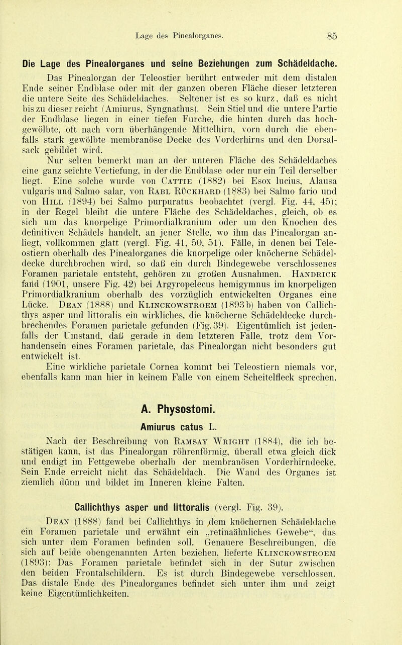 Die Lage des Pinealorganes und seine Beziehungen zum Schädeldache. Das Pinealorgan der Teleostier berührt entweder mit dem distalen Ende seiner Endblase oder mit der ganzen oberen Fläche dieser letzteren die untere Seite des Schädeldaches. Seltener ist es so kurz, daß es nicht bis zu dieser reicht (Amiurus, Syngnathus). Sein Stiel und die untere Partie der Endblase hegen in einer tiefen Furche, die hinten durch das hoch- gewölbte, oft nach vorn überhängende Mittelhirn, vorn durch die eben- falls stark gewölbte membranöse Decke des Vorderhirns und den Dorsal- sack gebildet wird. Nur selten bemerkt man an der unteren Fläche des Schädeldaches eine ganz seichte Vertiefung, in der die Endblase oder nur ein Teil derselber liegt. Eine solche wurde von Cattie (1882) bei Esox lucius, Alausa vulgaris und Sahno salar, von Rabl Rückhard (1883) bei Salmo f'ario und von Hill (1894) bei Salmo purpuratus beobachtet (vergl. Fig. 44, 45); in der Regel bleibt die untere Fläche des Schädeldaches, gleich, ob es sich um das knorpelige Primordialkranium oder um den Knochen des definitiven Schädels handelt, an jener Stelle, wo ihm das Pinealorgan an- liegt, vollkommen glatt (vergl. Fig. 41, 50, 51). Fälle, in denen bei Tele- ostiern oberhalb des Pinealorganes die knorpelige oder knöcherne Schädel- decke durchbrochen wird, so daß ein durch Bindegewebe verschlossenes Foramen parietale entsteht, gehören zu großen Ausnahmen. Handrick faiid (1901, unsere Fig. 42) bei Argyropelecus hemigymnus im knorpeligen Primordialkranium oberhalb des vorzüglich entwickelten Organes eine Lücke. Dean (1888) und Klinckowstroem (1893 b) haben von Callich- thys asper und littoralis ein wirkliches, die knöcherne Schädeldecke durch- brechendes Foramen parietale gefunden (Fig. 39). Eigentümlich ist jeden- falls der Umstand, daß gerade in dem letzteren Falle, trotz dem Vor- handensein eines Foramen parietale, das Pinealorgan nicht besonders gut entwickelt ist. Eine wirkliche parietale Cornea kommt bei Teleostiern niemals vor, ebenfalls kann man hier in keinem Falle von einem Scheitelfleck sprechen. A. Physostomi. Amiurus catus L. Nach der Beschreibung von Ramsay Wright (1884), die ich be- stätigen kann, ist das Pinealorgan röhrenförmig, überall etwa gleich dick und endigt im Fettgewebe oberhalb der membranösen Vorderhirndecke. Sein Ende erreicht nicht, das Schädeldach. Die Wand des Organes ist ziemlich dünn und bildet im Inneren kleine Falten. Callichthys asper und littoralis (vergl. Fig. 39). Dean (1888) fand bei Callichthys in j&em knöchernen Schädeldache ein Foramen parietale und erwähnt ein ,.retinaähnliches Gewebe, das sich unter dem Foramen befinden soll. Genauere Beschreibungen, die sich auf beide obengenannten Arten beziehen, lieferte Klinckowstroem (1893): Das Foramen parietale befindet sich in der Sutur zwischen den beiden Frontalschildern. Es ist durch Bindegewebe verschlossen. Das distale Ende des Pinealorganes befindet sich unter ihm und zeigt keine Eigentümlichkeiten.