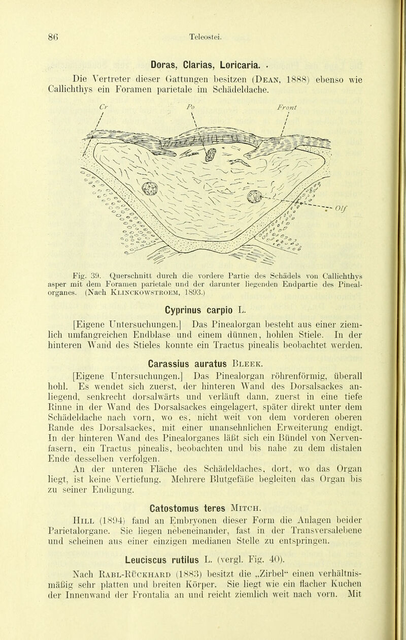 Doras, Ciarias, Loricaria. . Die Vertreter dieser Gattungen besitzen (Dean, 1888) ebenso wie Callichthys ein Foramen parietale im Schädeldache. Cr Po Front Fig. 39. Querschnitt durch die vordere Partie des Schädels von Callichthys asper mit dem Foramen parietale und der darunter liegenden Endpartie des Pineal- organes. (Nach Klinckowstboem, 1893.) Cyprinus carpio L. [Eigene Untersuchungen.] Das Pinealorgan besteht aus einer ziem- lich umfangreichen Endblase und einem dünnen, holden Stiele. In der hinteren Wand des Stieles konnte ein Tractus pinealis beobachtet werden. Carassius auratus Bleek. [Eigene Untersuchungen.] Das Pinealorgan röhrenförmig, überall hohl. Es wendet sich zuerst, der hinteren Wand des Dorsalsackes an- liegend, senkrecht dorsalwärts und verläuft dann, zuerst in eine tiefe Rinne in der Wand des Dorsalsackes eingelagert, später direkt unter dem Schädeldache nach vorn, wo es, nicht weit von dem vorderen oberen Rande des Dorsalsackes, mit einer unansehnlichen Erweiterung endigt. In der hinteren Wand des Pinealorganes läßt sich ein Bündel von Nerven- fasern, ein Tractus pinealis, beobachten und bis nahe zu dem distalen Ende desselben verfolgen. An der unteren Fläche des Schädeldaches, dort, wo das Organ liegt, ist keine Vertiefung. Mehrere Blutgefäße begleiten das Organ bis zu seiner Endigung. Catostomus teres Mitch. Hill (1894) fand an Embryonen dieser Form die Anlagen beider Parietalorgane. Sie liegen nebeneinander, fast in der Transversalebene und scheinen aus einer einzigen medianen Stelle zu entspringen. Leuciscus rutilus L. (vergl. Fig. 40). Nach Rabl-Rückhard (1883) besitzt die „Zirbel einen verhältnis- mäßig sehr platten und breiten Körper. Sie liegt wie ein Macher Kuchen der Innenwand der Frontalia an und reicht ziemlich weit nach vorn. Mit