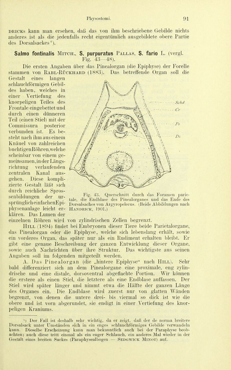 dricks kann man ersehen, daß das von ihm beschriebene Gebilde nichts anderes ist als die jedenfalls recht eigentümlich ausgebildete obere Partie des Dorsalsackes*). Salmo fontinalis Mitch., S. purpuratus Pallas. S. fario L. (vergl. Fig. 43- -48). Die ersten Angaben über das Pinealorgan (die Epiphyse) der Forelle stammen von Rabl-Rückhard (1883). Das betreffende Organ soll die Gestalt eines langen schlauchförmigen Gebil- des haben, welches in einer Vertiefung des knorpeligen Teiles des Frontale eingebettet und durch einen dünneren Teil (einen Stiel) mit der Commissura posterior verbunden ist. Es be- steht nach ihm aus einem Knäuel von zahlreichen l)uchtigenRöhren,welche scheinbar von einem ge- meinsamen, in der Längs- richtung verlaufenden zentralen Kanal aus- gehen. Diese kompli- zierte Gestalt läßt sich durch reichliche Spros- senbildun°en der Ul'- Querschnitt durch das Foramen parie- ,. P . f . -j-, . tale, die Endblase des Pinealorganes und das Ende des S])rungllClieintacnenil1pi- Dorsalsaches von Argyropelecus. (Beide Abbildungen nach physenanlage leicht er- Handeick, 1901.) klären. Das Lumen der einzelnen Röhren wird von zylindrischen Zellen begrenzt, Hill (1894) findet bei Embryonen dieser Tiere beide Parietalorgane, das Pinealorgan oder die Epiphyse, welche sich lebenslang erhält, sowie ein vorderes Organ, das später nur als ein Rudiment erhalten bleibt. Er gibt eine genaue Beschreibung der ganzen Entwicklung dieser Organe, sowie auch Nachrichten über ihre Struktur. Das wichtigste aus seinen Angaben soll im folgenden mitgeteilt werden. A. Das Pinealorgan (die „hintere Epiphyse nach Hill). Sehr bald differenziert sich an dem Pinealorgane eine proximale, eng zylin- drische und eine distale, dorsoventral abgeflachte Portion. Wir können die erstere als einen Stiel, die letztere als eine Endblase auffassen. Der Stiel wird später länger und nimmt etwa die Hälfte der ganzen Länge des Organes ein. Die Endblase wird zuerst nur von glatten Wänden begrenzt, von denen die untere drei- bis viermal so dick ist wie die obere und ist vorn abgerundet, sie endigt in einer Vertiefung des knor- peligen Kraniums. ) Der Fall ist deshalb sehr wichtig, da er zeigt, daß der de norma breitere Dorsalsack unter Umständen sieh in ein enges schlauchförmiges Gebilde verwandeln kann. Dieselbe Erscheinung kann man bekanntlich auch bei der Paraphyse beob- achten; auch diese tritt einmal als ein enger Schlauch, ein anderes Mal wieder in der Gestalt eines breiten Sackes (Paraphysealbogen — Sedgwick Minot) auf.
