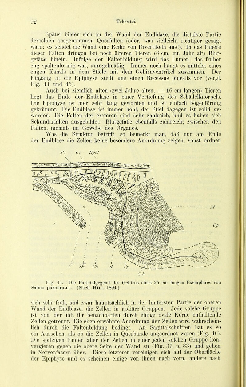 Später bilden sich an der Wand der Endblase, die distalste Partie derselben ausgenommen, Querfalten (oder, was vielleicht richtiger gesagt wäre: es sendet die Wand eine Reihe von Divertikeln aus!). In das Innere dieser Falten dringen bei noch älteren Tieren (8 cm, ein Jahr alt) Blut- gefäße hinein. Infolge der Faltenbildung wird das Lumen, das früher eng spaltenförmig war, unregelmäßig. Immer noch hängt es mittelst eines engen Kanals in dem Stiele mit dem Gehirnventrikel zusammen. Der Eingang in die Epiphyse stellt uns einen Recessus pinealis vor (vergl. Fig. 44 und 45). Auch bei ziemlich alten (zwei Jahre alten, =16 cm langen) Tieren liegt das Ende der Endblase in einer Vertiefung des Schädelknorpels. Die Epiphyse ist hier sehr lang geworden und ist einfach bogenförmig gekrümmt. Die Endblase ist immer hohl, der Stiel dagegen ist solid ge- worden. Die Falten der ersteren sind sehr zahlreich, und es haben sich Sekundärfälten ausgebildet. Blutgefäße ebenfalls zahlreich; zwischen den Falten, niemals im Gewebe des Organes. Was die Struktur betrifft, so bemerkt man, daß nur am Ende der Endblase die Zellen keine besondere Anordnung zeigen, sonst ordnen Po Cr Epid Sek Fig. 44. Die Parietalgegend des Gehirns eines 25 cm langen Exemplare» von Salmo purpuratus. (Nach Hill 1894.) sich sehr früh, und zwar hauptsächlich in der hintersten Partie der oberen Wand der Endblase, die Zellen in radiäre Gruppen. Jede solche Gruppe ist von der mit ihr benachbarten durch einige ovale Kerne enthaltende Zellen getrennt. Die eben erwähnte Anordnung der Zellen wird wahrschein- lich durch die Faltenbildung bedingt. An Sagittalschnitten hat es so ein Aussehen, als ob die Zellen in Querbände angeordnet wären (Fig. 46). Die spitzigen Enden aller der Zellen in einer jeden solchen Gruppe kon- vergieren gegen die obere Seite der Wand zu (Fig. 37, p. 83) und gehen in Nervenfasern über. Diese letzteren vereinigen sich auf der Oberfläche der Epiphyse und es scheinen einige von ihnen nach vorn, andere nach