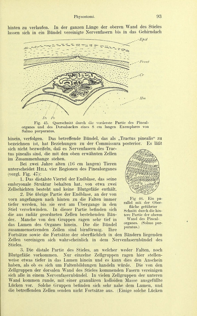 hinten zu verlaufen. In der ganzen Länge der oberen Wand des Stieles lassen sich in ein Bündel vereinigte Nervenfasern bis in das Gehirndach ..-■Epid ..■'Front ..■Cr ..-Hm Bs Po Fig. 45. Querschnitt durch die vorderste Partie des Pineal- organes und des Dorsalsackes eines 8 cm langen Exemplares von Salmo purpuratus. hinein, verfolgen. Das betreffende Bündel, das als „Tractus pinealis zu bezeichnen ist, hat Beziehungen zu der Commissura posterior. Es läßt sich nicht bezweifeln, daß es Nervenfasern des Trac- tus pinealis sind, die mit den oben erwähnten Zellen im Zusammenhange stehen. Bei zwei Jahre alten (16 cm langen) Tieren unterscheidet Hill vier Regionen des Pinealorganes (vergl. Fig. 47): 1. Das distalste Viertel der Endblase, das seine embryonale Struktur behalten hat, von etwa zwei Zellschichten besteht und keine Blutgefäße enthält. 2. Die übrige Partie der Endblase, an der von vorn angefangen nach hinten zu die Falten immer tiefer werden, bis sie erst am Übergange in den Stiel verschwinden. In dieser Partie befinden sich die aus radiär geordneten Zellen bestehenden Bän- der. Manche von den Gruppen ragen sehr tief in das Lumen des Organes hinein. Die die Bündel zusammensetzenden Zellen sind birnförmig. Ihre Fortsätze sowie die Fortsätze der oberflächlich in den Bändern liegenden Zellen vereinigen sich wahrscheinlich in dem Nervenfasernbündel des Stieles. 3. Die distale Partie des Stieles, an welcher weder Falten, noch Blutgefäße vorkommen. Nur einzelne Zellgruppen ragen hier stellen- weise etwas tiefer in das Lumen hinein und es kann dies den Anschein haben, als ob es sich um Faltenbildungen handeln würde. Die von den Zellgruppen der dorsalen Wand des Stieles kommenden Fasern vereinigen sich alle in einem Nervenfasernbündel. In vielen Zellgruppen der unteren Wand kommen runde, mit einer granulären kolloiden Masse ausgefüllte Lücken vor. Solche Gruppen befinden sich sehr nahe dem Lumen, und die betreffenden Zellen senden nicht Fortsätze aus. (Einige solche Lücken Fig 46. Ein pa- rallel mit der Ober- fläche geführter Schnitt durch die hin- tere Partie der oberen Wand des Pineal- organes. (Solmo pur- puratus.)