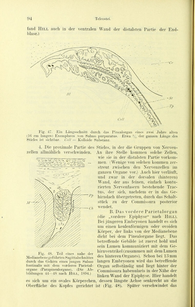 fand Hill auch in der ventralen Wand der distalsten Partie der End- blase.) Fig. 47. Ein Längsschnitt durch das Pinealorgan eines zwei Jahre alten (16 cm langen) Exemplares von Salmo purpuratus. Etwa der ganzen Länge des Stieles ist sichtbar. Coli = Kolloide Substanz. 4. Die proximale Partie des Stieles, in der die Gruppen von Nerven- zellen allmählich verschwinden. An ihre Stelle kommen solche Zellen, wie sie in der distalsten Partie vorkom- men. (Wenige von solchen kommen zer- streut zwischen den Nervenzellen im ganzen Organe vor.) Auch hier verläuft, und zwar in der dorsalen (hinteren) Wand, der aus feinen, einfach kontu- rierten Nervenfasern bestehende Trac- tus, der sich, nachdem er in das Ge- hirndach übergetreten, durch das Schalt- stück zu der Commissura posterior wendet. B. Das vordere Parietalorgan (die „vordere Epiphyse nach Hill). Bei jüngeren Embryonen handelt es sich um einen keulenförmigen oder ovoiden Körper, der links von der Medianebene dicht bei dem Pinealorgane liegt. Das betreffende Gebilde ist zuerst hohl und sein Lumen kommuniziert mit dem Ge- hirnventrikel (zusammen mit dem Lumen des hinteren Organes). Schon bei 13 mm langen Embryonen wird das betreffende Organ selbständig und liegt hinter der Commissura habenularis in der Nähe der linken Wand der Epiphyse. Hier handelt es sich um ein ovales Körperchen, dessen längste Achse senkrecht an die Oberfläche des Kopfes gerichtet ist (Fig. 48). Später verschwindet das ^SOC'^OCG seQ CD Q Fig. 48. Teil eines nahe der Medianebene geführten Sagittalschnittes durch das Gehirn eines jungen Salmo fontinalis mit dem vorderen Parietal- organe (Parapinealorgane). (Die Ab- bildungen 44—48 nach Hill, 1894.)