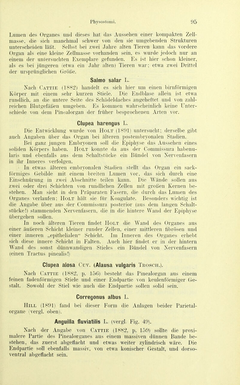 Lumen des Organes und dieses hat das Aussehen einer kompakten Zell- masse, die sich manchmal schwer von den sie umgebenden Strukturen unterscheiden läßt. Selbst bei zwei Jahre alten Tieren kann das vordere Organ als eine kleine Zellmasse vorhanden sein, es wurde jedoch nur an einem der untersuchten Exemplare gefunden. Es ist hier schon kleiner, als es bei jüngeren (etwa ein Jahr alten) Tieren war; etwa zwei Drittel der ursprünglichen Größe. Salmo salar L. Nach Cattie (1882) handelt es sich hier um einen birnförmigen Körper mit einem sehr kurzen Stiele. Die Endblase allein ist etwa rundlich, an die untere Seite des Schädeldaches angeheftet und von zahl- reichen Blutgefäßen umgeben. Es kommen wahrscheinlich keine Unter- schiede von dem Pinealorgan der früher besprochenen Arten vor. Clupea harengus L. Die Entwicklung wurde von Holt (1891) untersucht; derselbe gibt auch Angaben über das Organ bei älteren postembryonalen Stadien. Bei ganz jungen Embryonen soll die Epiphyse das Aussehen eines soliden Körpers haben. Holt konnte da aus der Commissura habenu- laris und ebenfalls aus dem Schaltstücke ein Bündel von Nervenfasern in ihr Inneres verfolgen. i In etwas älteren embryonalen Stadien stellt das Organ ein sack- förmiges Gebilde mit einem breiten Lumen vor. das sich durch eine Einschnürung in zwei Abschnitte teilen kann. Die Wände sollen aus zwei oder drei Schichten von rundlichen Zellen mit großen Kernen be- stehen. Man sieht in den Präparaten Fasern, die durch das Lumen des Organes verlaufen; Holt hält sie für Koagulate. Besonders wichtig ist die Angabe über aus der Commissura posterior (aus dem langen Schalt- stücke!) stammenden Nervenfasern, die in die hintere Wand der Epiphyse übergehen sollen. In noch älteren Tieren rindet Holt die Wand des Organes aus einer äußeren Schicht kleiner runder Zellen, einer mittleren fibrösen und einer inneren „epithelialen Schicht. Im Inneren des Organes erhebt sich diese innere Schicht in Falten. Auch hier findet er in der hintern Wand des sonst dünnwandigen Stieles ein Bündel von Nervenfasern (einen Tractus pinealis!) Clupea alosa Cuv. (Alausa vulgaris Trosch.). Nach Cattie (1882, p. 156) besteht das Pinealorgan aus einem feinen fadenförmigen Stiele und einer Endpartie von keulenförmiger Ge- stalt. Sowohl der Stiel wie auch die Endpartie sollen solid sein. Corregonus albus L. Hill (1891) fand bei dieser Form die Anlagen beider Parietal- organe (vergl. oben). Anguilla fluviatilis L. (vergl. Fig. 49). Nach der Angabe von Cattie (1882, p. 159) sollte die proxi- malere Partie des Pinealorganes aus einem massiven dünnen Bande be- stehen, das zuerst abgeflacht und etwas weiter zylindrisch wäre. Die Endpartie soll ebenfalls massiv, von etwa konischer Gestalt, und dorso- ventral abgeflacht sein.