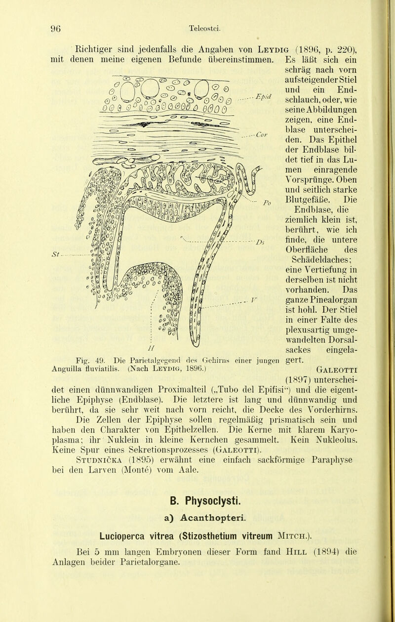 Richtiger sind jedenfalls die Angaben von Leydig (1896, p. 220), mit denen meine eigenen Befunde übereinstimmen. Epid St. Fig. 49. Die Parietalgegend des Gehirns einer jungen Anguilla fluviatilis. (Nach Leydig, 1896.) Es läßt sich ein schräg nach vorn aufsteigender Stiel und ein End- schlauch, oder, wie seine Abbildungen zeigen, eine End- blase unterschei- den. Das Epithel der Endblase bil- det tief in das Lu- men einragende Vorsprünge. Oben und seitlich starke Blutgefäße. Die Endblase, die ziemlich klein ist, berührt, wie ich finde, die untere Oberfläche des Schädeldaches; eine Vertiefung in derselben ist nicht vorhanden. Das ganze Pinealorgan ist hohl. Der Stiel in einer Falte des plexusartig umge- wandelten Dorsal- sackes eingela- Galeotti (1897) unterschei- det einen dünnwandigen Proximalteil („Tubo del Epifisi') und die eigent- liche Epiphyse (Endblase). Die letztere ist lang und dünnwandig und berührt, da sie sehr weit nach vorn reicht, die Decke des Vorderhirns. Die Zellen der Epiphyse sollen regelmäßig prismatisch sein und haben den Charakter von Epithelzellen. Die Kerne mit klarem Karyo- plasma; ihr 'Nuklein in kleine Kernchen gesammelt. Kein Nukleolus. Keine Spur eines Sekretionsprozesses (Galeotti). Studnicka (1895) erwähnt eine einfach sackförmige Paraphyse bei den Larven (Monte) vom Aale. B. Physoclysti. a) Acanthopteri. Lucioperca vitrea (Stizosthetium vitreum Mitch.). Bei 5 mm langen Embryonen dieser Form fand Hill (1894) die Anlagen beider Parietalorgane.