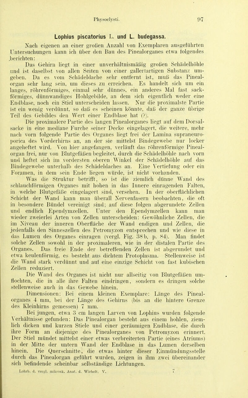 Lophius piscatorius L. und L. budegassa. Nach eigenen an einer großen Anzahl von Exemplaren ausgeführten Untersuchungen kann ich über den Bau des Pinealorganes etwa folgendes .berichten: Das Gehirn liegt in einer unverhältnismäßig großen Schädelhöhle und ist daselbst von allen Seiten von einer gallertartigen Substanz um- geben. Da es vom Schädeldache sehr entfernt ist, muß das Pineal- organ sehr lang sein, um dieses zu erreichen. Es handelt sich um ein langes, röhrenförmiges, einmal sehr dünnes, ein anderes Mal fast sack- förmiges, dünnwandiges Hohlgebilde, an dem sich eigentlich weder eine Endblase, noch ein Stiel unterscheiden lassen. Nur die proximalste Partie ist ein wenig verdünnt, so daß es scheinen könnte, daß der ganze übrige Teil des Gebildes den Wert einer Endblase hat (?). Die proximalere Partie des langen Pinealorganes liegt auf dem Dorsal- sacke in eine mediane Furche seiner Decke eingelagert, die weitere, mehr nach vorn folgende Partie des Organes liegt frei der Lamina supraneuro- porica des Vorderhirns an, an der sie mittelst Bindegewebe nur locker angeheftet wird. Von hier angefangen, verläuft das röhrenförmige Pineal- organ frei, nur von Blutgefäßen begleitet, durch die Schädelhöhle nach vorn und heftet sich im vordersten oberen Winkel der Schädelhöhle auf das Bindegewebe unterhalb des Schädeldaches an. Eine Vertiefung oder ein Foramen, in dem sein Ende liegen würde, ist nicht vorhanden. Was die Struktur betrifft, so ist die ziemlich dünne Wand des schlauchförmigen Organes mit hohen in das Innere einragenden Falten, in welche Blutgefäße eingelagert sind, versehen. In der oberflächlichen Schicht der Wand kann man überall Nervenfasern beobachten, die oft in besondere Bündel vereinigt sind; auf diese folgen abgerundete Zellen und endlich Ependymzellen. Unter den Ependymzellen kann man wieder zweierlei Arten von Zellen unterscheiden: Gewöhnliche Zellen, die im Niveau der inneren Oberfläche der Wand endigen und Zellen, die jedenfalls den Sinneszellen des Petromyzon entsprechen und wie diese in das Lumen des Organes einragen (vergl. Fig. 38 b, p. 84). Man findet solche Zellen sowohl in der proximaleren. wie in der distalen Partie des Organes. Das freie Ende der betreffenden Zellen ist abgerundet und etwa keulenförmig, es besteht aus dichtem Protoplasma. Stellenweise ist die Wand stark verdünnt und auf eine einzige Schicht von fast kubischen Zellen reduziert. Die Wand des Organes ist nicht nur allseitig von Blutgefäßen um- flochten, die in alle ihre Falten eindringen, sondern es dringen solche stellenweise auch in das Gewebe hinein. Dimensionen: Bei einem kleinen Exemplare: Länge des Pineal- organes 4 mm, bei der Länge des Gehirns (bis an die hintere Grenze des Kleinhirns gemessen) 7 mm. Bei jungen, etwa 3 cm langen Larven von Lophius wurden folgende Verhältnisse gefunden: Das Pinealorgan besteht aus einem hohlen, ziem- lich dicken und kurzen Stiele und einer geräumigen Endblase, die durch ihre Form an diejenige des Pinealorganes von Petromyzon erinnert. Der Stiel mündet mittelst einer etwas verbreiterten Partie (eines Atriums) in der Mitte der untern Wand der Endblase in das Lumen derselben hinein. Die Querschnitte, die etwas hinter dieser Einmündungsstelle durch das Pinealorgan geführt wurden, zeigen in ihm zwei übereinander sich befindende scheinbar selbständige Lichtungen. Lehrb. d. vergl. mikrosk. Anat. d. Wirbelt. V. 7