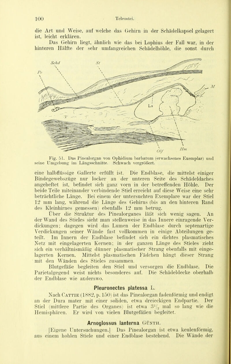 die Art und Weise, auf welche das Gehirn in der Schädelkapsel gelagert ist, leicht erklären. Das Gehirn liegt, ähnlich wie das bei Lophius der Fall war, in der hinteren Hälfte der sehr umfangreichen Schädelhöhle, die sonst durch Fig. 51. Das Pinealorgan von Ophidium barbatum (erwachsenes Exemplar) und seine Umgebung im Längsschnitte. Schwach vergrößert. eine halbflüssige Gallerte erfüllt ist. Die Endblase, die mittelst einiger Bindegewebszüge nur locker an der unteren Seite des Schädeldaches angeheftet ist, befindet sich ganz vorn in der betreffenden Höhle. Der beide Teile miteinander verbindende Stiel erreicht auf diese Weise eine sehr beträchtliche Länge. Bei einem der untersuchten Exemplare war der Stiel 12 mm lang, während die Länge des Gehirns (bis an den hinteren Rand des Kleinhirnes gemessen) ebenfalls 12 mm betrug. Über die Struktur des Pinealorganes läßt sich wenig sagen. An der Wand des Stieles sieht man stellenweise in das Innere einragende Ver- dickungen; dagegen wird das Lumen der Endblase durch septenartige Verdickungen seiner Wände fast vollkommen in einige Abteilungen ge- teilt. Im Innern der Endblase befindet sich ein dichtes plasmatisches Netz mit eingelagerten Kernen; in der ganzen Länge des Stieles zieht sich ein verhältnismäßig dünner plasmatischer Strang ebenfalls mit einge- lagerten Kernen. Mittelst plasmatischen Fädchen hängt dieser Strang mit den Wänden des Stieles zusammen. Blutgefäße begleiten den Stiel und versorgen die Endblase. Die Parietalgegend weist nichts besonderes auf. Die Schädeldecke oberhalb der Endblase wie anderswo. Pleuronectes platessa L. Nach Cattie (1882, p. 150) ist das Pinealorgan fadenförmig und endigt an der Dura mater mit einer soliden, etwa dreieckigen Endpartie. Der Stiel (mittlere Partie des Organes) ist etwa S1/* ma^ s0 'ang w*e die Hemisphären. Er wird von vielen Blutgefäßen begleitet. Arnoglossus lanterna Günth. [Eigene Untersuchungen.] Das Pinealorgan ist etwa keulenförmig, aus einem hohlen Stiele und einer Endblase bestehend. Die Wände der