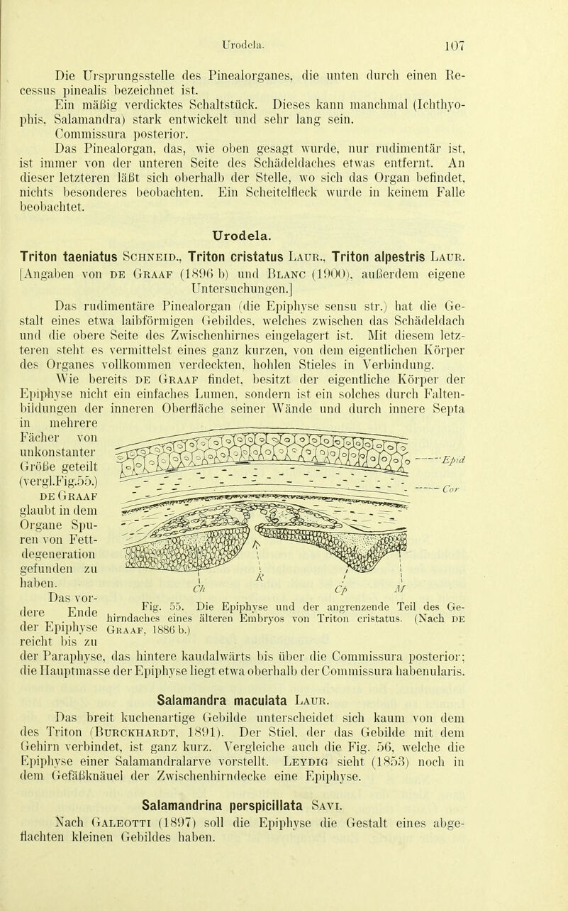 Die Ursprungsstelle des Pinealorganes, die unten durch einen Re- cessus pinealis bezeichnet ist. Ein mäßig verdicktes Schaltstück. Dieses kann manchmal (Ichthyo- phis, Salamandra) stark entwickelt und sehr lang sein. Commissura posterior. Das Pinealorgan, das, wie oben gesagt wurde, nur rudimentär ist, ist immer von der unteren Seite des Schädeldaches etwas entfernt. An dieser letzteren läßt sich oberhalb der Stelle, wo sich das Organ befindet nichts besonderes beobachten. Ein Scheitelfieck wurde in keinem Falle beobachtet. Urodela. Triton taeniatus Schneid., Triton cristatus Laur., Triton alpestris Laur. [Angaben von de Graaf (1896 b) und Blanc (1900). außerdem eigene Untersuchungen.] Das rudimentäre Pinealorgan (die Epiphyse sensu str.) hat die Ge- stalt eines etwa laibförmigen Gebildes, welches zwischen das Schädeldach und die obere Seite des Zwischenhirnes eingelagert ist. Mit diesem letz- teren steht es vermittelst eines ganz kurzen, von dem eigentlichen Körper des Organes vollkommen verdeckten, hohlen Stieles in Verbindung. Wie bereits de Graaf findet, besitzt der eigentliche Körper der Epiphyse nicht ein einfaches Lumen, sondern ist ein solches durch Falten- bildungen der inneren Oberfläche seiner Wände und durch innere Septa in mehrere Fächer von unkonstanter Größe geteilt (vergl.Fig.55.) de Graaf glaubt in dem Organe Spu- ren von Fett- degeneration gefunden zu haben. Das vor- dere Ende ■Epid Cor Fig. 55. Die Epiphyse und der angrenzende Teil des Ge- hirndaches eines älteren Embryos von Triton cristatus. (Nach DE der Epiphyse Graaf, 1886 b reicht bis zu der Paraphyse, das hintere kaudalwärts bis über die Commissura posterior; die Hauptmasse der Epiphyse liegt etwa oberhalb der Commissura habenularis. Salamandra maculata Laur. Das breit kuchenartige Gebilde unterscheidet sich kaum von dem des Triton (Burckhardt, 1891). Der Stiel, der das Gebilde mit dem Gehirn verbindet, ist ganz kurz. Vergleiche auch die Fig. 56, welche die Epiphyse einer Salamandralarve vorstellt, Leydig sieht (1853) noch in dem Gefäßknäuel der Zwischenhirndecke eine Epiphyse. Salamandrina perspicillata Savi. Nach Galeotti (1897) soll die Epiphyse die Gestalt eines abge- flachten kleinen Gebildes haben.