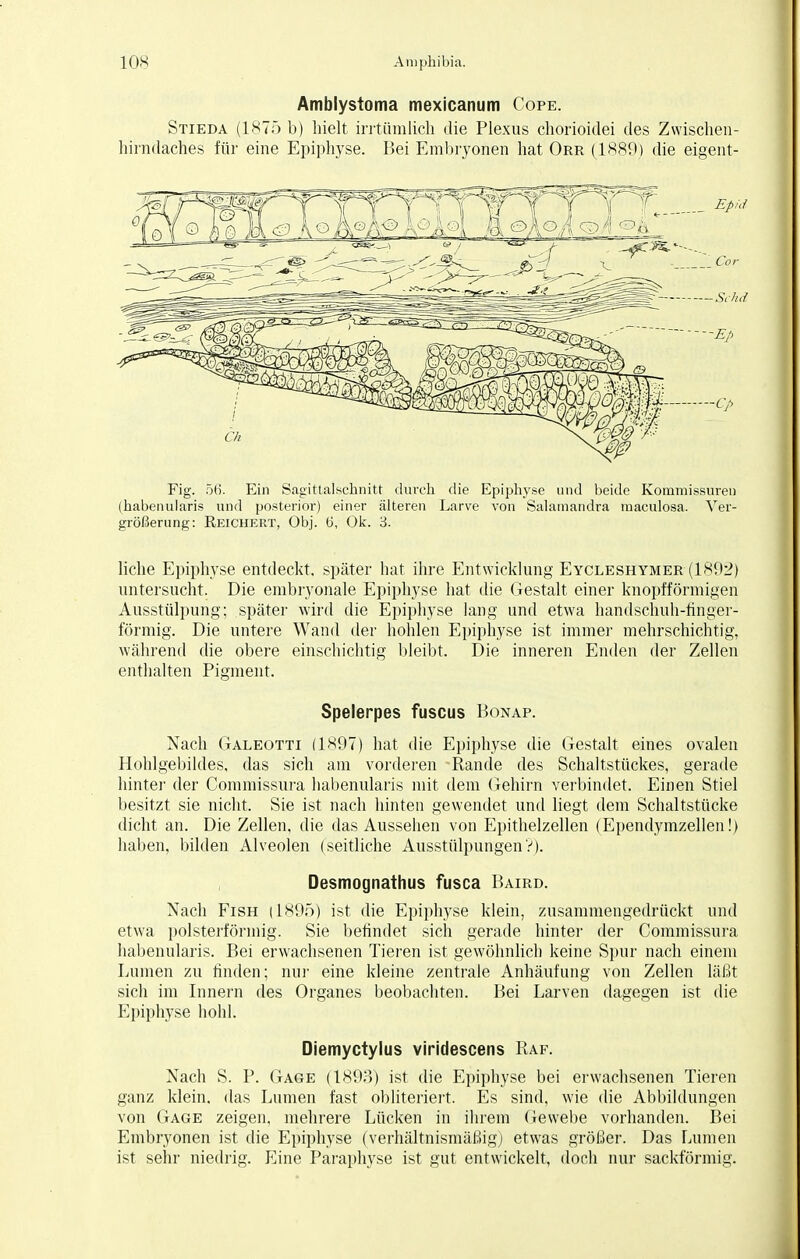 Amblystoma mexicanum Cope. Stieda (1875 b) hielt irrtümlich die Plexus chorioidei des Zwischen- hirndaches für eine Epiphyse. Bei Embryonen hat Orr (1889) die eigent- Fig. 56. Ein Sagittalschnitt durch die Epiphyse und beide Kommissuren (habenularis und posterior) einer älteren Larve von Salamandra maculosa. Ver- größerung: Reichert, Obj. 6, Ok. 3. liehe Epiphyse entdeckt, später hat ihre Entwicklung Eycleshymer (1892) untersucht. Die embryonale Epiphyse hat die Gestalt einer knopfförmigen Ausstülpung; später wird die Epiphyse lang und etwa handschuh-finger- förmig. Die untere Wand der hohlen Epiphyse ist immer mehrschichtig, während die obere einschichtig bleibt. Die inneren Enden der Zellen enthalten Pigment. Spelerpes fuscus Bonap. Nach Galeotti (1897) hat die Epiphyse die Gestalt eines ovalen Hohlgebildes, das sich am vorderen Rande des Schaltstückes, gerade hinter der Commissura habenularis mit dem Gehirn verbindet. Einen Stiel besitzt sie nicht. Sie ist nach hinten gewendet und liegt dem Schaltstücke dicht an. Die Zellen, die das Aussehen von Epithelzellen (Ependymzellen!) haben, bilden Alveolen (seitliche Ausstülpungen?). Desmognathus fusca Baird. Nach Fish (1895) ist die Epiphyse klein, zusammengedrückt und etwa polsterförmig. Sie befindet sich gerade hinter der Commissura habenularis. Bei erwachsenen Tieren ist gewöhnlich keine Spur nach einem Lumen zu finden; nur eine kleine zentrale Anhäufung von Zellen läßt sich im Innern des Organes beobachten. Bei Larven dagegen ist die Epiphyse hohl. Diemyctylus viridescens Raf. Nach S. P. Gage (1893) ist die Epiphyse bei erwachsenen Tieren ganz klein, das Lumen fast obliteriert. Es sind, wie die Abbildungen von Gage zeigen, mehrere Lücken in ihrem Gewebe vorhanden. Bei Embryonen ist die Epiphyse (verhältnismäßig) etwas größer. Das Lumen ist sehr niedrig. Eine Paraphyse ist gut entwickelt, doch nur sackförmig.
