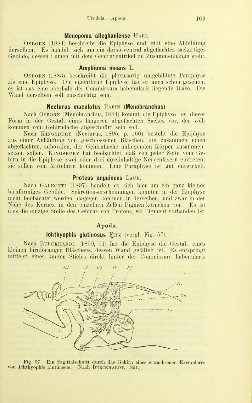 Menopoma alleghaniense Harl. Osborn (1884) beschreibt die Epiphyse und gibt eine Abbildung derselben. Es handelt sich um ein dorso-ventral abgeflachtes sackartiges Gebilde, dessen Lumen mit dem Gehirnventrikel im Zusammenhange steht. Amphiuma means L. Osborn (1883) beschreibt die plexusartig umgebildete Paraphyse als eine Epiphyse. Die eigentliche Epiphyse hat er auch schon gesehen; es ist das eine oberhalb der Commissura habenularis liegende Blase. Die Wand derselben soll einschichtig sein. Necturus maculatus Rafin (Menobranchus). Nach Osborn (Menobranchus, 1884) kommt die Epiphyse bei dieser Form in der Gestalt eines längeren abgeflachten Sackes vor. der voll- kommen vom Gehirndache abgeschnürt sein soll. Nach Kingsbury (Necturus, 1895, p. 160) besteht die Epiphyse aus einer Anhäufung von geschlossenen Bläschen, die zusammen einen abgeflachten, subovalen, der Gehirnfläche anliegenden Körper zusammen- setzen sollen. Kingsbury hat beobachtet, daß von jeder Seite vom (le- hirn in die Epiphyse zwei oder drei myelinhaltige Nervenfasern eintreten; sie sollen vom Mittelhirn kommen. Eine Paraphyse ist gut entwickelt. Proteus anguineus Laur. Nach Galeotti (1897) handelt es sich hier um ein ganz kleines birnförmiges Gebilde. Sekretionserscheinungen konnten in der Epiphyse nicht beobachtet werden, dagegen kommen in derselben, und zwar in der Nähe des Kernes, in den einzelnen Zellen Pigmentkörnchen vor. Es ist dies die einzige Stelle des Gehirns von Proteus, wo Pigment vorhanden ist. Apoda. Ichthyophis glutinosus Fitz (vergl. Fig. 57). Nach Burckhardt (1890, 91) hat die Epiphyse die Gestalt eines kleinen birnförmigen Bläschens, dessen Wand gefältelt ist. Es entspringt mittelst eines kurzen Stieles direkt hinter der Commissura habenularis Kl m cp Po Pf Fig. 57. Ein Sagittalschnitt durch das Gehirn eines erwachsenen Exemplares von Ichthyophis glutinosus. (Nach Burckhardt, 1891.)