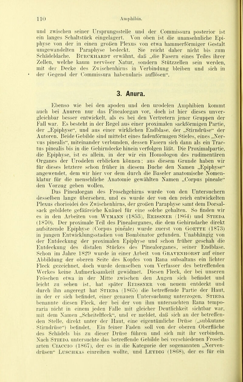 und zwischen seiner Ursprungsstelle und der Commissura posterior ist ein langes Schaltstück eingelagert. Von oben ist die unansehnliche Epi- physe von der in einen großen Plexus von etwa hammerförmiger Gestalt umgewandelten Paraphyse bedeckt. Sie reicht daher nicht bis zum Schädeldache. Burckhardt erwähnt, daß „die Fasern eines Teiles ihrer Zellen, welche kaum nervöser Natur, sondern Stützzellen sein werden, mit der Decke des Zwischenhirns in Verbindung bleiben und sich in der Gegend der Commissura habenularis auflösen. 3. Anura. Ebenso wie bei den apoden und den urodelen Amphibien kommt auch bei Anuren nur das Pinealorgan vor, doch ist hier dieses unver- gleichbar besser entwickelt, als es bei den Vertretern jener Gruppen der Fall war. Es besteht in der Regel aus einer proximalen sackförmigen Partie, der „Epiphyse, und aus einer wirklichen Endblase, der „Stirndrüse der Autoren. Beide Gebilde sind mittelst eines fadenförmigen Stieles, eines „Ner- vus pinealis, miteinander verbunden, dessen Fasern sich dann als ein Trac- tus pinealis bis in die Gehirndecke hinein verfolgen läßt. Die Proximalpartie, die Epiphyse, ist es allein, in der wir ein Homologon des rudimentären Organes der Urodelen erblicken können; aus diesem Grunde haben wir für dieses letztere schon früher in diesem Buche den Namen „Epiphyse angewendet, dem wir hier vor dem durch die Baseler anatomische Nomen- klatur für die menschliche Anatomie gewählten Namen „Corpus pineale den Vorzug geben wollen. Das Pinealorgan des Froschgehirns wurde von den Untersuchern desselben lange übersehen, und es wurde der von den reich entwickelten Plexus chorioidei des Zwischenhirns, der großen Paraphyse samt dem Dorsal- sack gebildete gefäßreiche Knäuel für eine solche gehalten. So finden wir es in den Arbeiten von Wymann (1853), Reissner (1864) und Stieda (1870). Der proximale Teil des Pinealorganes, die dem Gehirndache direkt aufsitzende Epiphyse (Corpus pineale) wurde zuerst von Goette (1873) in jungen Entwicklungsstadien von Bombinator gefunden. Unabhängig von der Entdeckung der proximalen Epiphyse und schon früher geschah die Entdeckung des distalen Stückes des Pinealorganes, seiner Endblase. Schon im Jahre 1829 wurde in einer Arbeit von Gravenhorst auf einer Abbildung der oberen Seite des Kopfes von Rana subsaltans ein lichter Fleck gezeichnet, doch wurde demselben vom Verfasser des betreffenden Werkes keine Aufmerksamkeit gewidmet. Diesen Fleck, der bei unseren Fröschen etwa in der Mitte zwischen den Augen sicli betindet und leicht zu sehen ist, hat später Reissner von neuem entdeckt und durch ihn angeregt hat Stieda (1865) die betreffende Partie der Haut, in der er sich befindet, einer genauen Untersuchung unterzogen. Stieda benannte diesen Fleck, der bei der von ihm untersuchten Rana tempo- raria nicht in einem jeden Falle mit gleicher Deutlichkeit sichtbar war, mit dem Namen „Scheitelfieck, und er meldet, daß sich an der betreffen- den Stelle, direkt unter der Haut, eine eigentümliche Drüse („subkutane Stirndrüse) betindet. Ein feiner Faden soll von der oberen Oberfläche des Schädels bis zu dieser Drüse führen und sich mit ihr verbinden. Nach Stieda untersuchte das betreffende Gebilde bei verschiedenen Frosch- arten Ciaccio (1867), der es in die Kategorie der sogenannten „Nerven- drüsen Luschkas einreihen wollte, und Leydig (1868), der es für ein