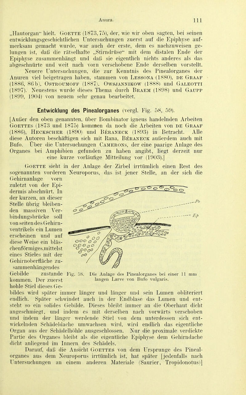 „Hautorgan hielt. Goette (1873,75), der, wie wir oben sagten, bei seinen entwicklungsgeschichtlichen Untersuchungen zuerst auf die Epiphyse auf- merksam gemacht wurde, war auch der erste, dem es nachzuweisen ge- lungen ist, daß die rätselhafte „Stirndrüse mit dem distalen Ende der Epiphyse zusammenhängt und daß sie eigentlich nichts anderes als das abgeschnürte und weit nach vorn verschobene Ende derselben vorstellt. Neuere Untersuchungen, die zur Kenntnis des Pinealorganes der Anuren viel beigetragen haben, stammen von Lessona (1880), de Graaf (1886, 86 b), Ostroumoff (1887). Owsjannikow (1888) und Galeotti (1897). Neuestens wurde dieses Thema durch Braem (1898) und Gaupp (1899, 1904) von neuem sehr genau bearbeitet. Entwicklung des Pinealorganes (vergl. Fig. 58, 59). [Außer den oben genannten, über Bombinator igneus handelnden Arbeiten Goettes (1873 und 1875) kommen da noch die Arbeiten von de Graaf (1886), Heckscher (1890) und Beraneck (1893) in Betracht. Alle diese Autoren beschäftigen sich mit Rana, Beraneck außerdem auch mit Bufo. Über die Untersuchungen Camerons, der eine paarige Anlage des Organes bei Amphibien gefunden zu haben angibt, liegt derzeit nur eine kurze vorläufige Mitteilung vor (1903).] Goette sieht in der Anlage der Zirbel irrtümlich einen Rest des sogenannten vorderen Neuroporus, das ist jener Stelle, an der sich die Gehirnanlage vorn zuletzt von der Epi- dermis abschnürt. In der kurzen, an dieser Stelle übrig bleiben- den massiven V er- bindungsbrücke soll von Seiten des Gehirn- ventrikels ein Lumen erscheinen und auf diese Weise ein bläs- chenförmiges.mittelst eines Stieles mit der Gehirnoberfläche zu- sammenhängendes ...Po -Ep 58. Die Anlage des Pinealorganes bei einer 11 mm langen Larve von Bufo vulgaris. Gebilde zustande Fig. kommen. Der zuerst hohle Stiel dieses Ge- bildes wird später immer länger und länger und sein Lumen obliteriert endlich. Später schwindet auch in der Endblase das Lumen und ent- steht so ein solides Gebilde. Dieses bleibt immer an die Oberhaut dicht angeschmiegt, und indem es mit derselben nach vorwärts verschoben und indem der länger werdende Stiel von dem unterdessen sich ent- wickelnden Schädeldache umwachsen wird, wird endlich das eigentliche Organ aus der Schädelhöhle ausgeschlossen. Nur die proximale verdickte Partie des Organes bleibt als die eigentliche Epiphyse dem Gehirndache dicht anliegend im Innern des Schädels. Darauf, daß die Ansicht Goettes von dem Ursprünge des Pineal- organes aus dem Neuroporus irrtümlich ist, hat später [jedenfalls nach Untersuchungen an einem anderen Materiale (Saurier, Tropidonotus)]
