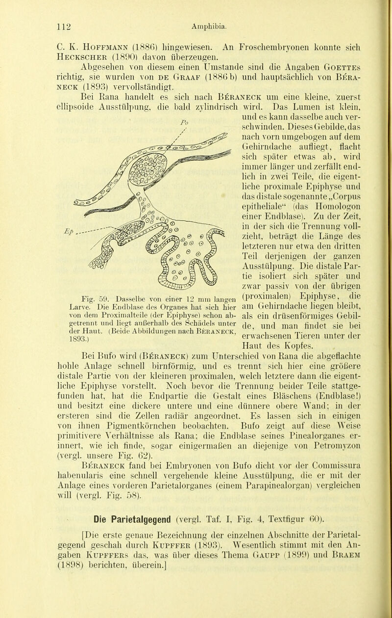 Po Ep C. K. Hoffmann (1886) hin gewiesen. An Froschembryonen konnte sich Heckscher (1890) davon überzeugen. Abgesehen von diesem einen Umstände sind die Angaben Goettes richtig, sie wurden von de Graaf (188Gb) und hauptsächlich von Bera- neck (1893) vervollständigt. Bei Rana handelt es sich nach Beraneck um eine kleine, zuerst ellipsoide Ausstülpung, die bald zylindrisch wird. Das Lumen ist klein. und es kann dasselbe auch ver- schwinden. Dieses Gebilde, das nach vorn umgebogen auf dem Gehirndache aufliegt, flacht sich später etwas ab, wird immer länger und zerfällt end- lich in zwei Teile, die eigent- liche proximale Epiphyse und das distale sogenannte „Corpus epitheliale (das Homologon einer Endblase). Zu der Zeit, in der sich die Trennung voll- zieht, beträgt die Länge des letzteren nur etwa den dritten Teil derjenigen der ganzen Ausstülpung. Die distale Par- tie isoliert sich später und zwar passiv von der übrigen Fig. 59. Dasselbe von einer 12 mm langen (proximalen) Epiphyse, die Larve. Die Endblase des Organes hat sich hier am Gehirndache liegen bleibt, von dem Proximalteile (der Epiphyse) schon ab- als ein drüsenförmiges Gebil- getrennt und liegt außerhalb des Schädels unter de und man findet sie bei der Haut. (Beide Abbildungen nach Beraneck, ■ m- ■ 2893) 6 ' erwachsenen Tieren unter der Haut des Kopfes. Bei Bufo wird (Beraneck) zum Unterschied von Rana die abgeflachte hohle Anlage schnell birnförmig, und es trennt sich hier eine größere distale Partie von der kleineren proximalen, welch letztere dann die eigent- liche Epiphyse vorstellt. Noch bevor die Trennung beider Teile stattge- funden hat, hat die Endpartie die Gestalt eines Bläschens (Endblase!) und besitzt eine dickere untere und eine dünnere obere Wand; in der ersteren sind die Zellen radiär angeordnet. Es lassen sich in einigen von ihnen Pigmentkörnchen beobachten. Bufo zeigt auf diese Weise primitivere Verhältnisse als Rana; die Endblase seines Pinealorganes er- innert, wie ich finde, sogar einigermaßen an diejenige von Petromyzon (vergl. unsere Fig. 62). Beraneck fand bei Embryonen von Bufo dicht vor der Commissura habenularis eine schnell vergehende kleine Ausstülpung, die er mit der Anlage eines vorderen Parietalorganes (einem Parapinealorgan) vergleichen will (vergl. Fig. 58). Die Parietalgegend (vergl. Taf. I, Fig. 4, Textfigur 60). [Die erste genaue Bezeichnung der einzelnen Abschnitte der Parietal- gegend geschah durch Kupffer (1893). Wesentlich stimmt mit den An- gaben Kupffers das. was über dieses Thema Gaupp (1899) und Braew (1898) berichten, überein.]