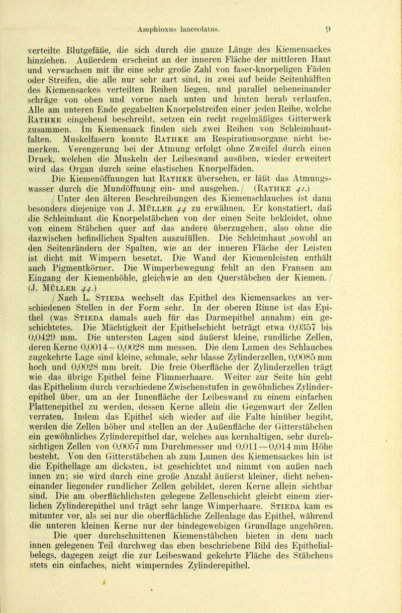 verteilte Blutgefäße, die sich durch die ganze Länge des Kiemensackes hinziehen. Außerdem erscheint an der inneren Fläche der mittleren Haut und verwachsen mit ihr eine sehr große Zahl von faser-knorpeligen Fäden oder Streifen, die alle nur sehr zart sind, in zwei auf beide Seitenhälften des Kiemensackes verteilten Reihen liegen, und parallel nebeneinander schräge von oben und vorne nach unten und hinten herab verlaufen. Alle am unteren Ende gegabelten Knorpelstreifen einer jeden Reihe, welche Rathke eingehend beschreibt, setzen ein recht regelmäßiges Gitterwerk zusammen. Im Kiemensack finden sich zwei Reihen von Schleimhaut- falten. Muskelfasern konnte Rathke am Respirationsorgane nicht be- merken. Verengerung bei der Atmung erfolgt ohne Zweifel durch einen Druck, welchen die Muskeln der Leibeswand ausüben, wieder erweitert wird das Organ durch seine elastischen Knorpelfäden. Die Kiemenöffnungen hat Rathke übersehen, er läßt das Atmungs- wasser durch die Mundöffnung ein- und ausgehen./ (Rathke 41.) I Unter den älteren Beschreibungen des Kiemenschlauches ist dann besonders diejenige von J. Müller 44 zu erwähnen. Er konstatiert, daß die Schleimhaut die Knorpelstäbchen von der einen Seite bekleidet, ohne von einem Stäbchen quer auf das andere überzugehen, also ohne die dazwischen befindlichen Spalten auszufüllen. Die Schleimhaut ,sowohl an den Seitenrändern der Spalten, wie an der inneren Fläche der Leisten ist dicht mit Wimpern besetzt. Die Wand der Kiemenleisten enthält auch Pigmentkörner. Die Wimperbewegung fehlt an den Fransen am Eingang der Kiemenhöhle, gleichwie an den Querstäbchen der Kiemen./ (J. Müller 44.) I Nach L. Stieda wechselt das Epithel des Kiemensackes an ver- schiedenen Stellen in der Form sehr. In der oberen Rinne ist das Epi- thel (was Stieda damals auch für das Darmepithel annahm) ein ge- schichtetes. Die Mächtigkeit der Epithelschicht beträgt etwa 0,0357 bis 0,0429 mm. Die untersten Lagen sind äußerst kleine, rundliche Zellen, deren Kerne 0,0014— 0,0028 mm messen. Die dem Lumen des Schlauches zugekehrte Lage sind kleine, schmale, sehr blasse Zylinderzellen, 0,0085 mm hoch und 0,0028 mm breit. Die freie Oberfläche der Zylinderzellen trägt wie das übrige Epithel feine Flimmerhaare. Weiter zur Seite hin geht das Epithelium durch verschiedene Zwischenstufen in gewöhnliches Zylinder- epithel über, um an der Innenfläche der Leibeswand zu einem einfachen Plattenepithel zu werden, dessen Kerne allein die Gegenwart der Zellen verraten. Indem das Epithel sich wieder auf die Falte hinüber begibt, werden die Zellen höher und stellen an der Außenfläche der Gitterstäbchen ein gewöhnliches Zylinderepithel dar, welches aus kernhaltigen, sehr durch- sichtigen Zellen von 0,0057 mm Durchmesser und 0.011—0,014 mm Höhe besteht. Von den Gitterstäbchen ab zum Lumen des Kiemensackes hin ist die Epithellage am dicksten, ist geschichtet und nimmt von außen nach innen zu; sie wird durch eine große Anzahl äußerst kleiner, dicht neben- einander liegender rundlicher Zellen gebildet, deren Kerne allein sichtbar sind. Die am oberflächlichsten gelegene Zellenschicht gleicht einem zier- lichen Zylinderepithel und trägt sehr lange Wimperhaare. Stieda kam es mitunter vor, als sei nur die oberflächliche Zellenlage das Epithel, während die unteren kleinen Kerne nur der bindegewebigen Grundlage angehören. Die quer durchschnittenen Kiemen Stäbchen bieten in dem nach innen gelegenen Teil durchweg das eben beschriebene Bild des Epithelial- belegs, dagegen zeigt die zur Leibeswand gekehrte Fläche des Stäbchens stets ein einfaches, nicht wimperndes Zylinderepithel. f