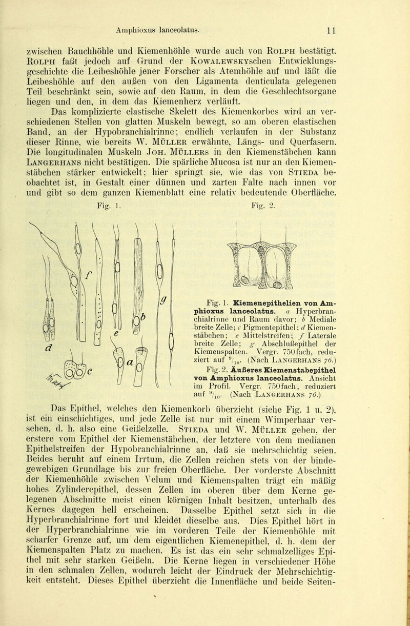 zwischen Bauchhöhle und Kiemenhöhle wurde auch von Rolph bestätigt. Rolph faßt jedoch auf Grund der KowALEWSKYschen Entwicklungs- geschichte die Leibeshöhle jener Forscher als Atemhöhle auf und läßt die Leibeshöhle auf den außen von den Ligamenta denticulata gelegenen Teil beschränkt sein, sowie auf den Raum, in dem die Geschlechtsorgane liegen und den, in dem das Kiemenherz verläuft. Das komplizierte elastische Skelett des Kiemenkorbes wird an ver- schiedenen Stellen von glatten Muskeln bewegt, so am oberen elastischen Band, an der Hypobranchialrinne; endlich verlaufen in der Substanz dieser Rinne, wie bereits W. Müller erwähnte, Längs- und Querfasern. Die longitudinalen Muskeln Joh. Müllers in den Kiemenstäbchen kann Langerhans nicht bestätigen. Die spärliche Mucosa ist nur an den Kiemen- stäbchen stärker entwickelt; hier springt sie, wie das von Stieda be- obachtet ist, in Gestalt einer dünnen und zarten Falte nach innen vor und gibt so dem ganzen Kiemenblatt eine relativ bedeutende Oberfläche. Das Epithel, welches den Kiemenkorb überzieht (siehe Fig. 1 u. 2), ist ein einschichtiges, und jede Zelle ist nur mit einem Wimperhaar ver- sehen, d. h. also eine Geißelzelle. Stieda und W. Müller geben, der erstere vom Epithel der Kiemen Stäbchen, der letztere von dem medianen Epithelstreifen der Hypobranchialrinne an, daß sie mehrschichtig seien. Beides beruht auf einem Irrtum, die Zellen reichen stets von der binde- gewebigen Grundlage bis zur freien Oberfläche. Der vorderste Abschnitt der Kiemenhöhle zwischen Velum und Kiemenspalten trägt ein mäßig hohes Zylinderepithel, dessen Zellen im oberen über dem Kerne ge- legenen Abschnitte meist einen körnigen Inhalt besitzen, unterhalb des Kernes dagegen hell erscheinen. Dasselbe Epithel setzt sich in die Hyperbranchialrinne fort und kleidet dieselbe aus. Dies Epithel hört in der Hyperbranchialrinne wie im vorderen Teile der Kiemenhöhle mit scharfer Grenze auf, um dem eigentlichen Kiemenepithel, d. h. dem der Kiemenspalten Platz zu machen. Es ist das ein sehr schmalzelliges Epi- thel mit sehr starken Geißeln. Die Kerne liegen in verschiedener Höhe in den schmalen Zellen, wodurch leicht der Eindruck der Mehrschichtig- keit entsteht. Dieses Epithel überzieht die Innenfläche und beide Seiten- Fig. 1. Fig. 2. Fig. 1. Kiemenepithelien von Am- phioxus lanceolatus. a Hyperbran- chialrinne und Raum davor; b Mediale breite Zelle; c Pigmentepithel; d Kiemen- stäbchen; e Mittelstreifen; / Laterale breite Zelle; g Abschlußepithel der Kiemenspalten. Vergr. 750fach, redu- ziert auf 9/10. (Nach Langerhans 76.) Fig. 2. Äußeres Kiemenstabepithel von Amphioxus lanceolatus. Ansicht im Profil. Vergr. TöOfach, reduziert auf 9/10. (Nach Langerhans 76.)