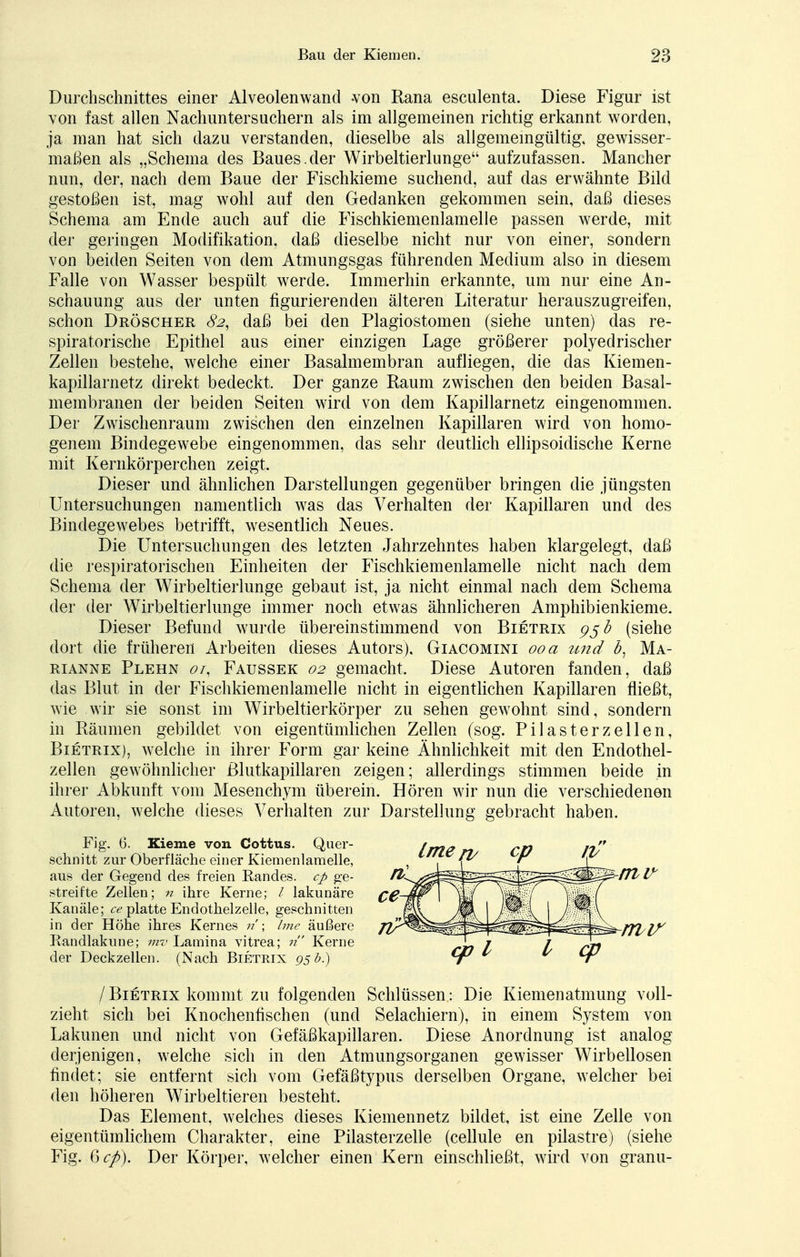 Durchschnittes einer Alveolenwand -von Rana esculenta. Diese Figur ist von fast allen Nachuntersuchern als im allgemeinen richtig erkannt worden, ja man hat sich dazu verstanden, dieselbe als allgemeingültig, gewisser- maßen als „Schema des Baues.der Wirbeltierlunge aufzufassen. Mancher nun, der, nach dem Baue der Fischkieme suchend, auf das erwähnte Bild gestoßen ist, mag wohl auf den Gedanken gekommen sein, daß dieses Schema am Ende auch auf die Fischkiemenlamelle passen werde, mit der geringen Modifikation, daß dieselbe nicht nur von einer, sondern von beiden Seiten von dem Atmungsgas führenden Medium also in diesem Falle von Wasser bespült werde. Immerhin erkannte, um nur eine An- schauung aus der unten figurierenden älteren Literatur herauszugreifen, schon Dröscher 82, daß bei den Plagiostomen (siehe unten) das re- spiratorische Epithel aus einer einzigen Lage größerer polyedrischer Zellen bestehe, welche einer Basalmembran aufliegen, die das Kiemen- kapillarnetz direkt bedeckt. Der ganze Raum zwischen den beiden Basal- membranen der beiden Seiten wird von dem Kapillarnetz eingenommen. Der Zwischenraum zwischen den einzelnen Kapillaren wird von homo- genem Bindegewebe eingenommen, das sehr deutlich ellipsoidische Kerne mit Kernkörperchen zeigt. Dieser und ähnlichen Darstellungen gegenüber bringen die jüngsten Untersuchungen namentlich was das Verhalten der Kapillaren und des Bindegewebes betrifft, wesentlich Neues. Die Untersuchungen des letzten Jahrzehntes haben klargelegt, daß die respiratorischen Einheiten der Fischkiemenlamelle nicht nach dem Schema der Wirbeltierlunge gebaut ist, ja nicht einmal nach dem Schema der der Wirbeltierlunge immer noch etwas ähnlicheren Amphibienkieme. Dieser Befund wurde übereinstimmend von Bietrix 95 b (siehe dort die früheren Arbeiten dieses Autors), Giacomini 00 a und 3, Ma- rianne Plehn 01, Faussek 02 gemacht. Diese Autoren fanden, daß das Blut in der Fischkiemenlamelle nicht in eigentlichen Kapillaren fließt, wie wir sie sonst im Wirbeltierkörper zu sehen gewohnt sind, sondern in Räumen gebildet von eigentümlichen Zellen (sog. Pilasterzellen, Bietrix), welche in ihrer Form gar keine Ähnlichkeit mit den Endothel- zellen gewöhnlicher ßlutkapillaren zeigen; allerdings stimmen beide in ihrer Abkunft vom Mesenchym überein. Hören wir nun die verschiedenen Autoren, welche dieses Verhalten zur Darstellung gebracht haben. Fig. 6. Kieme von Cottus. Quer- schnitt zur Oberfläche einer Kiemenlamelle, aus der Gegend des freien Randes, cp ge- streifte Zellen; n ihre Kerne; / lakunäre Kanäle; ce platte Endothelzelle, geschnitten in der Höhe ihres Kernes n; Ime äußere Randlakune; mv Lamina vitrea; n Kerne der Deckzellen. (Nach Bietrix 95 b.) jBietrix kommt zu folgenden Schlüssen: Die Kiemenatmung voll- zieht sich bei Knochenfischen (und Selachiern), in einem System von Lakunen und nicht von Gefäßkapillaren. Diese Anordnung ist analog derjenigen, welche sich in den Atmungsorganen gewisser Wirbellosen findet; sie entfernt sich vom Gefäßtypus derselben Organe, welcher bei den höheren Wirbeltieren besteht. Das Element, welches dieses Kiemennetz bildet, ist eine Zelle von eigentümlichem Charakter, eine Pilasterzelle (cellule en pilastre) (siehe Fig. %cp). Der Körper, welcher einen Kern einschließt, wird von granu-