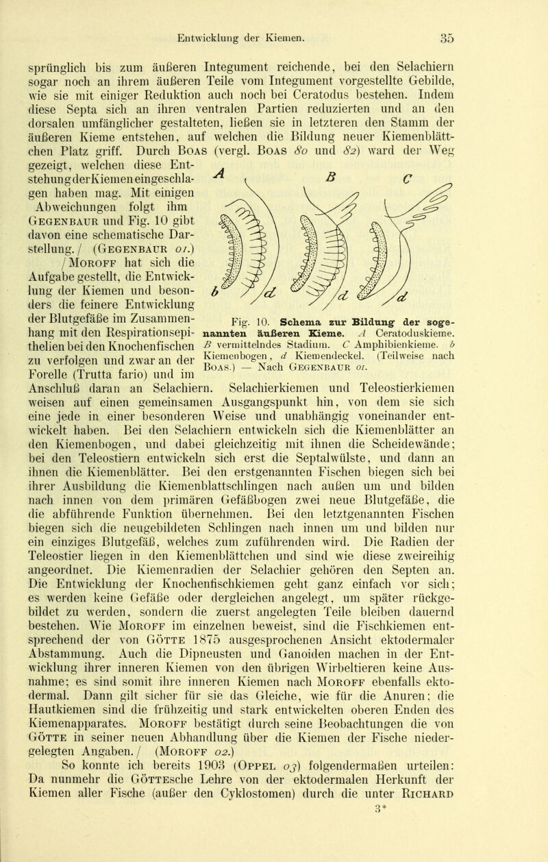 sprünglich bis zum äußeren Integument reichende, bei den Selachiern sogar noch an ihrem äußeren Teile vom Integument vorgestellte Gebilde, wie sie mit einiger Reduktion auch noch bei Ceratodus bestehen. Indem diese Septa sich an ihren ventralen Partien reduzierten und an den dorsalen umfänglicher gestalteten, ließen sie in letzteren den Stamm der äußeren Kieme entstehen, auf welchen die Bildung neuer Kiemenblätt- chen Platz griff. Durch Boas (vergl. Boas 80 und 82) ward der Weg gezeigt, welchen diese Ent- stehungderKiemeneingeschla- \ B C gen haben mag. Mit einigen Abweichungen folgt ihm Gegenbaur und Fig. 10 gibt davon eine schematische Dar- stellung. / (Gegenbaur 01) /Moroff hat sich die Aufgabe gestellt, die Entwick- lung der Kiemen und beson- ders die feinere Entwicklung der Blutgefäße im Zusammen- Fig. 10. Schema zur Bildung- der sog-e- hang mit den Respirationsepi- nannten äußeren Kieme. A Ceratoduskieme. thelien bei den Knochenfischen B vermittelndes Stadium. C Amphibienkieme, b ZU verfolgen und zwar an der Kiemenbogen, d Kiemendeckel. (Teilweise nach „ s A, „ . . , . Boas. — Nach Gegenbaur 01. Forelle (Trutta fario) und im Anschluß daran an Selachiern. Selachierkiemen und Teleostierkiemen weisen auf einen gemeinsamen Ausgangspunkt hin, von dem sie sich eine jede in einer besonderen Weise und unabhängig voneinander ent- wickelt haben. Bei den Selachiern entwickeln sich die Kiemenblätter an den Kiemenbogen, und dabei gleichzeitig mit ihnen die Scheidewände; bei den Teleostiern entwickeln sich erst die Septalwülste, und dann an ihnen die Kiemenblätter. Bei den erstgenannten Fischen biegen sich bei ihrer Ausbildung die Kiemenblattschlingen nach außen um und bilden nach innen von dem primären Gefäßbogen zwei neue Blutgefäße, die die abführende Funktion übernehmen. Bei den letztgenannten Fischen biegen sich die neugebildeten Schlingen nach innen um und bilden nur ein einziges Blutgefäß, welches zum zuführenden wird. Die Radien der Teleostier liegen in den Kiemenblättchen und sind wie diese zweireihig angeordnet. Die Kiemenradien der Selachier gehören den Septen an. Die Entwicklung der Knochenfischkiemen geht ganz einfach vor sich; es werden keine Gefäße oder dergleichen angelegt, um später rückge- bildet zu werden, sondern die zuerst angelegten Teile bleiben dauernd bestehen. Wie Moroff im einzelnen beweist, sind die Fischkiemen ent- sprechend der von Götte 1875 ausgesprochenen Ansicht ektodermaler Abstammung. Auch die Dipneusten und Ganoiden machen in der Ent- wicklung ihrer inneren Kiemen von den übrigen Wirbeltieren keine Aus- nahme; es sind somit ihre inneren Kiemen nach Moroff ebenfalls ekto- dermal. Dann gilt sicher für sie das Gleiche, wie für die Anuren; die Hautkiemen sind die frühzeitig und stark entwickelten oberen Enden des Kiemenapparates. Moroff bestätigt durch seine Beobachtungen die von Götte in seiner neuen Abhandlung über die Kiemen der Fische nieder- gelegten Angaben./ (Moroff 02.) So konnte ich bereits 1903 (Oppel 03) folgendermaßen urteilen: Da nunmehr die GÖTTEsche Lehre von der ektodermalen Herkunft der Kiemen aller Fische (außer den Cyklostomen) durch die unter Richard 3*