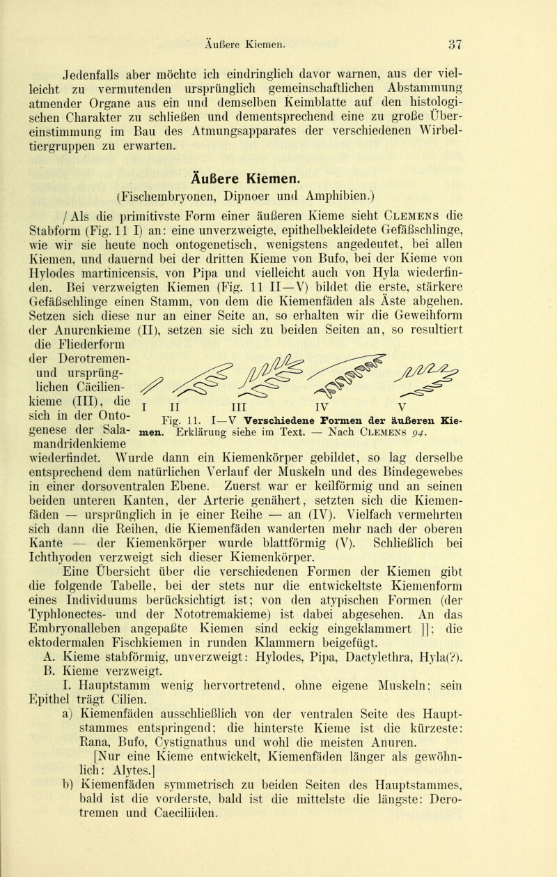 Jedenfalls aber möchte ich eindringlich davor warnen, aus der viel- leicht zu vermutenden ursprünglich gemeinschaftlichen Abstammung atmender Organe aus ein und demselben Keimblatte auf den histologi- schen Charakter zu schließen und dementsprechend eine zu große Über- einstimmung im Bau des Atmungsapparates der verschiedenen Wirbel- tiergruppen zu erwarten. Äußere Kiemen. (Fischembryonen, Dipnoer und Amphibien.) / Als die primitivste Form einer äußeren Kieme sieht Clemens die Stabform (Fig. 11 I) an: eine unverzweigte, epithelbekleidete Gefäßschlinge, wie wir sie heute noch ontogenetisch, wenigstens angedeutet, bei allen Kiemen, und dauernd bei der dritten Kieme von Bufo, bei der Kieme von Hylodes martinicensis, von Pipa und vielleicht auch von Hyla wiederfin- den. Bei verzweigten Kiemen (Fig. 11 II—V) bildet die erste, stärkere Gefäßschlinge einen Stamm, von dem die Kiemenfäden als Äste abgehen. Setzen sich diese nur an einer Seite an, so erhalten wir die Geweihform der Anurenkieme (II), setzen sie sich zu beiden Seiten an, so resultiert die Fliederform der Derotremen- und ursprüng- lichen Cäcilien- kieme (III), die j u m 1V v Sich in der Ollto- Fig n j_v verschiedene Formen der äußeren Kie- genese der Sala- men. Erklärung siehe im Text. — Nach Clemens 94. mandridenkieme wiederfindet. Wurde dann ein Kiemenkörper gebildet, so lag derselbe entsprechend dem natürlichen Verlauf der Muskeln und des Bindegewebes in einer dorsoventralen Ebene. Zuerst war er keilförmig und an seinen beiden unteren Kanten, der Arterie genähert, setzten sich die Kiemen- fäden — ursprünglich in je einer Reihe — an (IV). Vielfach vermehrten sich dann die Reihen, die Kiemenfäden wanderten mehr nach der oberen Kante — der Kiemenkörper wurde blattförmig (V). Schließlich bei Ichthyoden verzweigt sich dieser Kiemenkörper. Eine Übersicht über die verschiedenen Formen der Kiemen gibt die folgende Tabelle, bei der stets nur die entwickeltste Kiemenform eines Individuums berücksichtigt ist; von den atypischen Formen (der Typhlonectes- und der Nototremakieme) ist dabei abgesehen. An das Embryonalleben angepaßte Kiemen sind eckig eingeklammert ]]; die ektodermalen Fischkiemen in runden Klammern beigefügt. A. Kieme stabförmig, unverzweigt: Hylodes, Pipa, Dactylethra, Hylaf?). B. Kieme verzweigt. I. Hauptstamm wenig hervortretend, ohne eigene Muskeln; sein Epithel trägt Cilien. a) Kiemenfäden ausschließlich von der ventralen Seite des Haupt- stammes entspringend; die hinterste Kieme ist die kürzeste: Rana, Bufo, Cystignathus und wohl die meisten Anuren. [Nur eine Kieme entwickelt, Kiemenfäden länger als gewöhn- lich: Alytes.] b) Kiemenfäden symmetrisch zu beiden Seiten des Hauptstammes, bald ist die vorderste, bald ist die mittelste die längste: Dero- tremen und Caeciliiden.