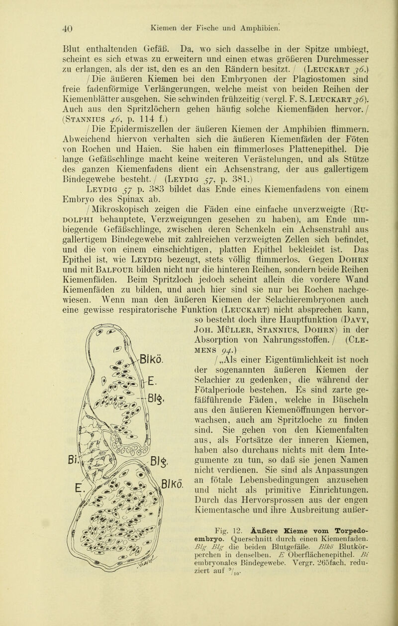 Blut enthaltenden Gefäß. Da, wo sich dasselbe in der Spitze umbiegt, scheint es sich etwas zu erweitern und einen etwas größeren Durchmesser zu erlangen, als der ist, den es an den Rändern besitzt. / (Leuckart 36.) /Die äußeren Kiemen bei den Embryonen der Plagiostomen sind freie fadenförmige Verlängerungen, welche meist von beiden Reihen der Kiemenblätter ausgehen. Sie schwinden frühzeitig (vergl. F. S. Leuckart 36). Auch aus den Spritzlöchern gehen häufig solche Kiemenfäden hervor./ (Stannius 46, p. 114 f.) /Die Epidermiszellen der äußeren Kiemen der Amphibien flimmern. Abweichend hiervon verhalten sich die äußeren Kiemenfäden der Föten von Rochen und Haien. Sie haben ein nimmerloses Plattenepithel. Die lange Gefäßschlinge macht keine weiteren Verästelungen, und als Stütze des ganzen Kiemenfadens dient ein Achsenstrang, der aus gallertigem Bindegewebe besteht/ (Leydig 57, p. 381.) Leydig 5^ p. 383 bildet das Ende eines Kiemenfadens von einem Embryo des Spinax ab. / Mikroskopisch zeigen die Fäden eine einfache unverzweigte (Ru- dolphi behauptete, Verzweigungen gesehen zu haben), am Ende um- biegende Gefäßschlinge, zwischen deren Schenkeln ein Achsenstrahl aus gallertigem Bindegewebe mit zahlreichen verzweigten Zellen sich befindet, und die von einem einschichtigen, platten Epithel bekleidet ist. Das Epithel ist, wie Leydig bezeugt, stets völlig flimmerlos. Gegen Dohrn und mit Balfour bilden nicht nur die hinteren Reihen, sondern beide Reihen Kiemenfäden. Beim Spritzloch jedoch scheint allein die vordere Wand Kiemenfäden zu bilden, und auch hier sind sie nur bei Rochen nachge- wiesen. Wenn man den äußeren Kiemen der Selachierembryonen auch eine gewisse respiratorische Funktion (Leuckart) nicht absprechen kann, so besteht doch ihre Hauptfunktion (Davy, Joh. Müller, Stannius, Dohrn) in der Absorption von Nahrungsstoffen. / (Cle- mens 94.) I „Als einer Eigentümlichkeit ist noch der sogenannten äußeren Kiemen der Selachier zu gedenken, die während der Fötalperiode bestehen. Es sind zarte ge- fäßführende Fäden, welche in Büscheln aus den äußeren Kiemenöffnungen hervor- wachsen, auch am Spritzloche zu finden sind. Sie gehen von den Kiemenfalten aus, als Fortsätze der inneren Kiemen, haben also durchaus nichts mit dem Inte- gumente zu tun, so daß sie jenen Namen nicht verdienen. Sie sind als Anpassungen an fötale Lebensbedingungen anzusehen und nicht als primitive Einrichtungen. Durch das Hervorsprossen aus der engen Kiementasche und ihre Ausbreitung außer- Fig. 12. Äußere Kieme vom Torpedo- embryo. Querschnitt durch einen Kiemenfaden. Big Big die beiden Blutgefäße. Blkö Blutkör- perchen in denselben. E Oberflächenepithel. Bi embryonales Bindegewebe. Vergr. 265fach, redu- ziert auf 9/io-