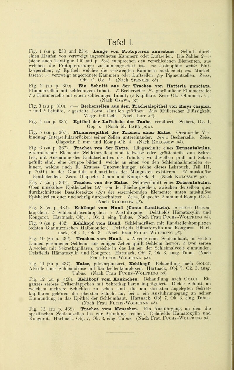 Fig. 1 (zu p. 230 und 235). Lunge von Protopterus annectens. Schnitt durch einen Haufen von verzweigt angeordneten Kammern oder Luftzellen. Die Zahlen 2—5 (siehe auch Texttigur 100 auf p. 234) entsprechen den verschiedenen Elementen, aus welchen die Protopteruslunge zusammengesetezt ist. ew eosinophile weiße Blut- körperchen; ep Epithel, welches die verzweigten Kammern auskleidet; mu Muskel- fasern; ra verzweigt angeordnete Kammern oder Luftzellen; pig Pigmentzellen. Zeiss, Obj. C, Ok. 2. (Nach Spencer 98). Fig. 2 (zu p. 300). Ein Schnitt aus der Trachea von Hatteria punctata. Flimmerzellen mit schleimigem Inhalt. B Becherzeile; Fi gewöhnliche Flimmerzelle; F2 Flimmerzelle mit einem schleimigen Inhalt; cp Kapillare. Zeiss Ok., Ölimmers. 1 l2. (Nach Osawa 97). Fig. 3 (zu p. 310). a—c Becherzellen aus dem Trachealepithel von Emys caspica. a und b befußte, c gestielte Form, sämtlich geöffnet. Aus Müllerscher Flüssigkeit. Vergr. 600 fach. (Nach List 86). Fig. 4 (zu p. 335). Epithel der Luftsäcke der Taube, versilbert. Seibert, Ok. I, Obj. 5. (Nach M. Baer 96a). Fig. 5 (zu p. 367). Flimmerepithel der Trachea einer Katze. Organische Ver- bindung (Interzellularbrücken) seiner Zellen untereinander, Bch.Z Becherzelle. Zeiss, Ölapochr. 2 mm und Komp.-Ok. 4. (Nach Kolossow 98). Fig. 6 (zu p. 367). Trachea von der Katze. Längsschnitt eines Drüsentubulus. Sezernierende Elemente (Schleimzellen) sind teilweise oder größtenteils vom Sekret frei, mit Ausnahme des Endabschnittes des Tubulus, wo dieselben prall mit Sekret gefüllt sind, eine Gruppe bildend, welche an einen von den Schleimhalbmonden er- innert, welche nach R. Krauses Untersuchungen (siehe dieses Lehrbuch, Teil III, p. 709f.) in der Glandula submaxillaris der Mangusten existieren. M muskulöse Epithelzellen. Zeiss, Ölapochr. 2 mm und Komp.-Ok. 4. (Nach Kolossow 98). Fig. 7 (zu p. 367). Trachea von der Katze. Schrägschnitt eines Drüsentubulus. Oben muskulöse Epithelzellen (M) von der Fläche gesehen, zwischen denselben quer durchschnittene Basalfortsätze (Bf) der sezernierenden Elemente; unten muskulöse Epithelzellen quer und schräg durchschnitten. Zeiss, Ölapochr. 2 mm und Komp.-Ok. 4. (Nach Kolossow 98). Fig. 8 (zu p. 432). Kehlkopf vom Hund (Canis familiaris). a seröse Drüsen- läppchen; b Schleimdrüsenläppchen; c Ausführgang. Delafields Hämatoxylin und Kongorot. Hartnack, Obj. 4, Ok. 3, eing. Tubus. (Nach Frau Fuchs-Wolfring 98). Fig. 9 (zu p. 432). Kehlkopf vom Hund. Schleimdrüsen mit Randzellenkomplexen (echten Giannuzzischen Halbmonden). Delafields Hämatoxylin und Kongorot. Hart- nack, Obj. 4, Ok. 3. (Nach Frau Fuchs-Wolfring 98). Fig. 10 (zu p. 432). Trachea vom Hund, o Alveole einer Schleimhaut, im weiten Lumen geronnener Schleim, aus einigen Zellen quillt Schleim hervor; b zwei seröse Alveolen mit Sekretkapillaren, welche in das Lumen der Schleimalveole einmünden. Delafields Hämatoxylin und Kongorot. Hartnack, Obj. 7, Ok. 3, ausg. Tubus (Nach Frau Fuchs-Wolfring 98). Fig. 11 (zu p. 437). Katze, pilokarpinisiert, Kehlkopf. Behandlung nach Golgi. Alveole einer Schleimdrüse mit Randzellen komplexen. Hartnack, Obj. 7, Ok. 3, ausg. Tnbus. (Nach Frau Fuchs-Wolfring 98). Fig. 12 (zu p. 428). Kehlkopf vom Kaninchen. Behandlung nach Golgi. Ein ganzes seröses Drüsenläppchen mit Sekretkapillaren imprägniert. Dicker Schnitt, an welchem mehrere Schichten zu sehen sind; die am stärksten angelegten Sekret- kapillaren gehören der obersten Schicht an; bei a ein Ausführungsgang an seiner Einmündung in das Epithel der Schleimhaut. Hartnack, Obj. 7, Ok. 3, eing. Tubus. (Nach Frau Fuchs-Wolfring 98). Fig. 13 (zu p. 468). Trachea vom Menschen. Ein Ausführgang, an dem die spezifischen Schleimzellen bis zur Mündung reichen. Delafields Hämatoxylin und