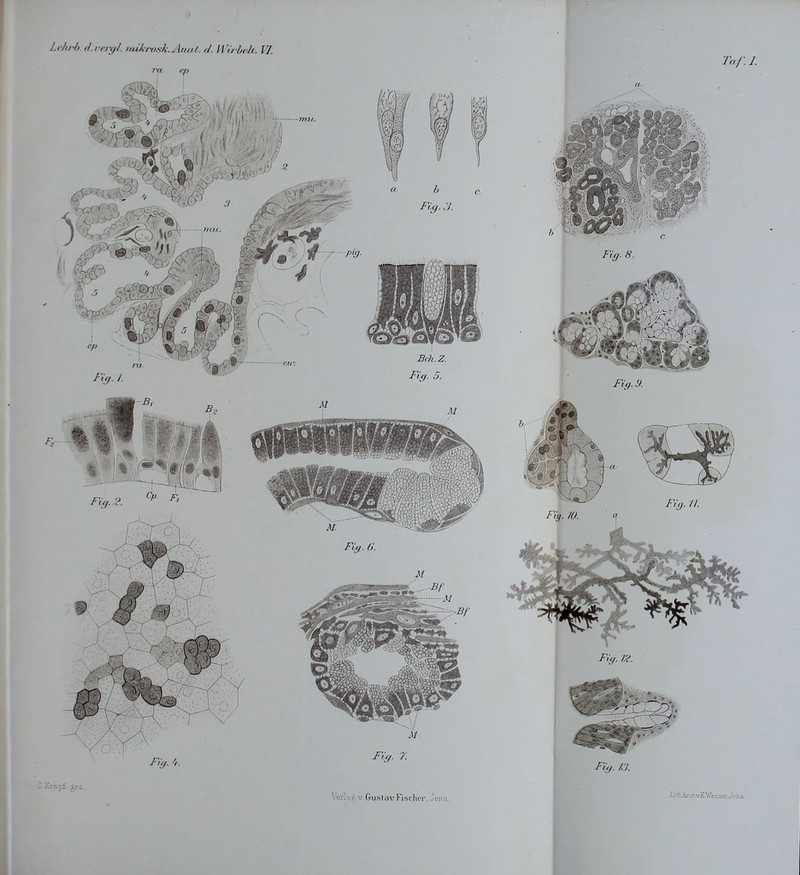 Taf. I. Fig.13.