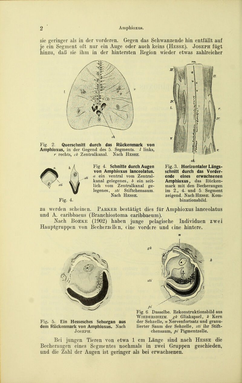 sie geringer als in der vorderen. Gegen das Schwanzende hin entfällt auf je ein Segment oft nur ein Auge oder auch keins (Hesse). Joseph fügt hinzu, daß sie ihm in der hintersten Kegion wieder etwas zahlreicher Fig. 2. Querschnitt durch das Rückenmark von Amphioxus, in der Gegend des 5. Segments. / links, Nach Hesse. r rechts, ck Zentralkanal. a b. Fig 4. Schnitte durch Augen von Amphioxus lanceolatus. a ein ventral vom Zentral- kanal gelegenes, b ein seit- lich vom Zentralkanal ge- legenes, Sit Stiftchensaum. Nach Hesse. Fig. 4. Fig. 3. Horizontaler Längs- schnitt durch das Vorder- ende eines erwachsenen Amphioxus, das Rücken- mark mit den Becheraugen im 2., 4. und 5. Segment zeigend. Nach Hesse. Kom- binationsbild. zu werden scheinen. Parker bestätigt dies für Amphioxus lanceolatus und A, caribbaeus (Branchiostoma caribbaeum). Nach BoEKE (1902) haben junge pelagische Individuen zwei Hauptgruppen von Becherzellen, eine vordere und eine hintere. Fig. 5. Ein Hessesches Sehorgan aus dem Rückenmark von Amphioxus. Nach Joseph. g^ Fig. 6. Dasselbe. Rekonstruktionsbild aus Wiedersheim. gk Gliakapsel, k Kern der Sehzelle, n Nervenfortsatz und granu- lierter Saum der Sehzelle, sti ihr Stift- chensaum, pi Pigmentzelle. Bei jungen Tieren von etwa 1 cm Länge sind nach Hesse die Becheraugen eines Segmentes nochmals in zwei Gruppen geschieden, und die Zahl der Augen ist geringer als bei erwachsenen.