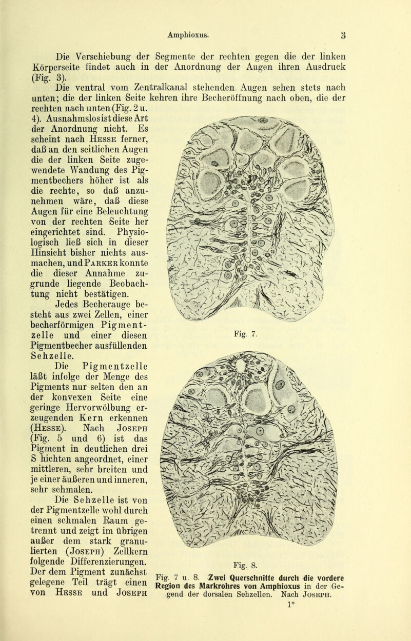 Die Verschiebung der Segmente der rechten gegen die der linken Körperseite findet auch in der Anordnung der Augen ihren Ausdruck (Fig. 3). Die ventral vom Zentralkanal stehenden Augen sehen stets nach unten; die der linken Seite kehren ihre Becheröffnung nach oben, die der rechten nach unten (Fig. 2 u. 4). Ausnahmslos ist diese Art der Anordnung nicht. Es scheint nach Hesse ferner, daß an den seitlichen Augen die der linken Seite zuge- wendete Wandung des Pig- mentbechers höher ist als die rechte, so daß anzu- nehmen wäre, daß diese Augen für eine Beleuchtung von der rechten Seite her eingerichtet sind. Physio- logisch ließ sich in dieser Hinsicht bisher nichts aus- machen, und Parker konnte die dieser Annahme zu- grunde liegende Beobach- tung nicht bestätigen. Jedes Becherauge be- steht aus zwei Zellen, einer becherförmigen Pigment- zelle und einer diesen Pigmentbecher ausfüllenden Sehzelle. Die Pigmentzelle läßt infolge der Menge des Pigments nur selten den an der konvexen Seite eine geringe Hervorwölbung er- zeugenden Kern erkennen (Hesse). Nach Joseph (Fig. 5 und 6) ist das Pigment in deutlichen drei S hichten angeordnet, einer mittleren, sehr breiten und je einer äußeren und inneren, sehr schmalen. Die Sehzelle ist von der Pigmentzelle wohl durch einen schmalen Raum ge- trennt und zeigt im übrigen außer dem stark granu- lierten (Joseph) Zellkern folgende Differenzierungen. Der dem Pigment zunächst gelegene Teil trägt einen von Hesse und Joseph Fig. 7. Fig. 8. Fig. 7 u. 8. Zwei Querschnitte durch die vordere Region des Markrohres von Amphioxus in der Ge- gend der dorsalen Sehzellen. Nach Joseph.