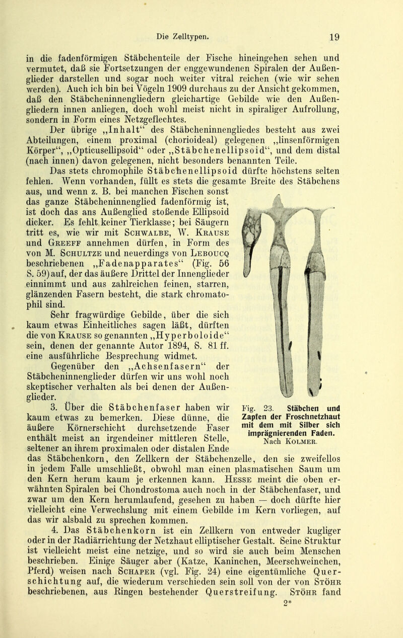 in die fadenförmigen Stäbchenteile der Fische hineingehen sehen und vermutet, daß sie Fortsetzungen der enggewundenen Spiralen der Außen- glieder darstellen und sogar noch weiter vitral reichen (wie wir sehen werden). Auch ich bin bei Vögeln 1909 durchaus zu der Ansicht gekommen, daß den Stäbcheninnengliedern gleichartige Gebilde wie den Außen- gliedern innen anliegen, doch wohl meist nicht in spiraliger Aufrollung, sondern in Form eines Netzgeflechtes. Der übrige „Inhalt des Stäbcheninnengliedes besteht aus zwei Abteilungen, einem proximal (chorioideal) gelegenen ,,linsenförmigen Körper, „Opticusellipsoid oder „Stäbchenellipsoid, und dem distal (nach innen) davon gelegenen, nicht besonders benannten Teile. Das stets chromophile Stäbchenellipsoid dürfte höchstens selten fehlen. Wenn vorhanden, füllt es stets die gesamte Breite des Stäbchens aus, und wenn z. B. bei manchen Fischen sonst das ganze Stäbcheninnenglied fadenförmig ist, ist doch das ans Außenglied stoßende EUipsoid dicker. Es fehlt keiner Tierklasse; bei Säugern tritt es, wie wir mit Schwalbe, W. Krause und Greeff annehmen dürfen, in Form des von M. ScHULTZE und neuerdings von Leboucq beschriebenen „Fadenapparates (Fig. 56 S. 59) auf, der das äußere Drittel der Innenglieder einnimmt und aus zahlreichen feinen, starren, glänzenden Fasern besteht, die stark chromato- phil sind. Sehr fragwürdige Gebilde, über die sich kaum etwas Einheitliches sagen läßt, dürften die von Krause so genannten „Hyperboloide sein, denen der genannte Autor 18.94, S. 81 ff. eine ausführliche Besprechung widmet. Gegenüber den ,,Achsenf asern der Stäbcheninnenglieder dürfen wir uns wohl noch skeptischer verhalten als bei denen der Außen- glieder. 3. Über die Stäbchenfaser haben wir kaum etwas zu bemerken. Diese dünne, die äußere Körnerschicht durchsetzende Faser enthält meist an irgendeiner mittleren Stelle, seltener an ihrem proximalen oder distalen Ende das Stäbchenkorn, den Zellkern der Stäbchenzelle, den sie zweifellos in jedem Falle umschließt, obwohl man einen plasmatischen Saum um den Kern herum kaum je erkennen kann. Hesse meint die oben er- wähnten Spiralen bei Chondrostoma auch noch in der Stäbchenfaser, und zwar um den Kern herumlaufend, gesehen zu haben — doch dürfte hier vielleicht eine Verwechslung mit einem Gebilde im Kern vorliegen, auf das wir alsbald zu sprechen kommen. 4. Das Stäb che nkorn ist ein Zellkern von entweder kugliger oder in der Eadiärrichtung der Netzhaut elliptischer Gestalt. Seine Struktur ist vielleicht meist eine netzige, und so wird sie auch beim Menschen beschrieben. Einige Säuger aber (Katze, Kaninchen, Meerschweinchen, Pferd) weisen nach Schaper (vgl. Fig. 24) eine eigentümliche Quer- schichtung auf, die wiederum verschieden sein soll von der von Stöhr beschriebenen, aus Ringen bestehender Querstreifung. Stöhr fand Fig. 23. Stäbchen und Zapfen der Froschnetzhaut mit dem mit Silber sich imprägnierenden Faden. Nach KoLMER.