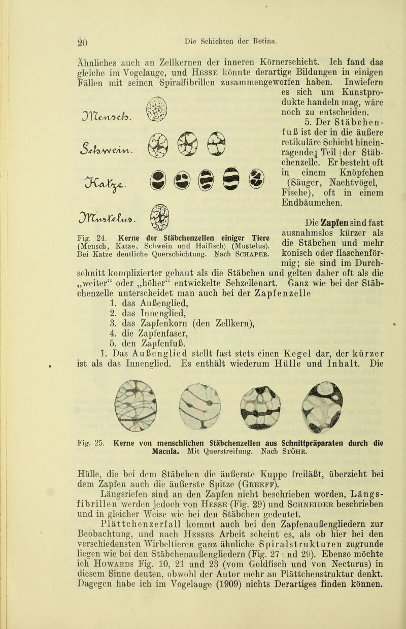 Ähnliches auch an Zellkernen der inneren Körnerschicht. Ich fand das gleiche im Vogelauge, und Hesse könnte derartige Bildungen in einigen Fällen mit seinen Spiralfibrillen zusammengeworfen haben. Inwiefern es sich um Kunstpro- dukte handeln mag, wäre noch zu entscheiden. 5. Der Stäbchen- fuß ist der in die äußere retikuläre Schicht hinein- ragende ^ Teil rder Stäb- chenzeUe. Er besteht^oft ^\ in einem Knöpfchen (Säuger, Nachtvögel, Fische), oft in einem Endbäumchen. Sa Fig. 24. Kerne der Stäbchenzellen einiger Tiere (Mensch, Katze, Schwein und Haifisch) (Mustelus). Bei Katze deutliche Querschichtung, ^[ach Schaper. Die Zapfen sind fast ausnahmslos kürzer als die Stäbchen und mehr konisch oder flaschenför- mig; sie sind im Durch- schnitt komplizierter gebaut als die Stäbchen und gelten daher oft als die „weiter oder „höher entwickelte Sehzellenart. Ganz wie bei der Stäb- chenzelle unterscheidet man auch bei der Zapfenzelle 1. das Außenglied, 2. das Innenglied, 3. das Zapfenkorn (den Zellkern), 4. die Zapfenfaser, 5. den Zapfenfuß. 1. Das Außenglied stellt fast stets einen Kegel dar, der kürzer ist als das Innenglied. Es enthält wiederum Hülle und Inhalt. Die Fig. 25. Kerne von menschlichen Stäbchenzellen aus Schnittpräparaten durch die Macula. Mit Querstreifung. Nach Stöhr. Hülle, die bei dem Stäbchen die äußerste Kuppe freiläßt, überzieht bei dem Zapfen auch die äußerste Spitze (Greeff). Längsriefen sind an den Zapfen nicht beschrieben worden, Längs- fibrillen werden jedoch von Hesse (Fig. 29) und Schneider beschrieben und in gleicher Weise wie bei den Stäbchen gedeutet. Plättchenzerfall kommt auch bei den Zapfenaußengliedern zur Beobachtung, und nach Hesses Arbeit scheint es, als ob hier bei den verschiedensten Wirbeltieren ganz ähnliche Spiralstrukturen zugrunde liegen wie bei den Stäbchenaußengliedern (Fig. 27 i nd 29). Ebenso möchte ich Howards Fig. 10, 21 und 23 (vom Goldfisch und von Necturus) in diesem Sinne deuten, obwohl der Autor mehr an Plättchenstruktur denkt. Dagegen habe ich im Vogelauge (1909) nichts Derartiges finden können.