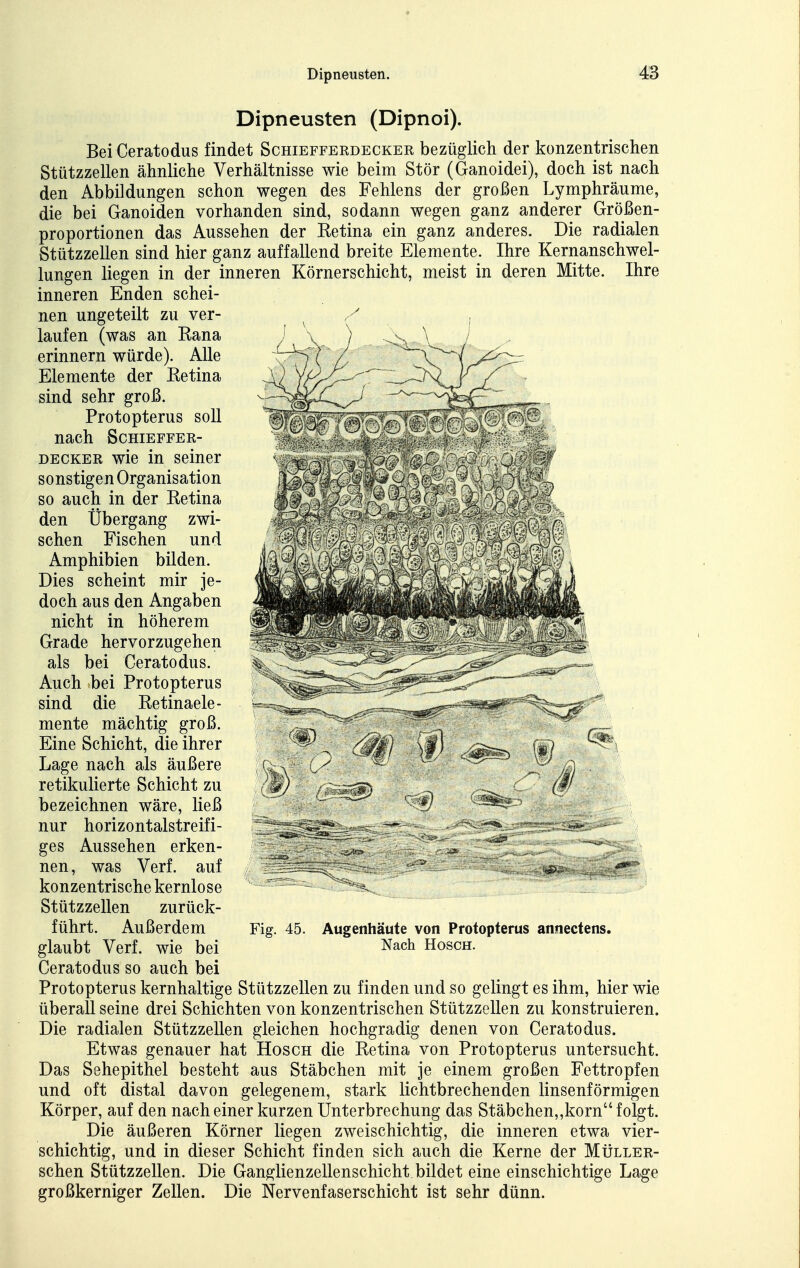 Dipneusten. Dipneusten (Dipnoi). Bei Ceratodus findet Schiefferdecker bezüglich der konzentrischen Stützzellen ähnliche Verhältnisse wie beim Stör (Ganoidei), doch ist nach den Abbildungen schon wegen des Fehlens der großen Lymphräume, die bei Ganoiden vorhanden sind, sodann wegen ganz anderer Größen- proportionen das Aussehen der Ketina ein ganz anderes. Die radialen Stützzellen sind hier ganz auffallend breite Elemente. Ihre Kernanschwel- lungen liegen in der inneren Körnerschicht, meist in deren Mitte. Ihre inneren Enden schei- nen ungeteilt zu ver- laufen (was an Rana erinnern würde). Alle Elemente der Retina sind sehr groß. Protopterus soll nach Schieffer- decker wie in seiner sonstigen Organisation so auch in der Retina den Übergang zwi- schen Fischen und Amphibien bilden. Dies scheint mir je- doch aus den Angaben nicht in höherem Grade hervorzugehen als bei Ceratodus. Auch bei Protopterus sind die Retinaele- mente mächtig groß. Eine Schicht, die ihrer Lage nach als äußere retikulierte Schicht zu bezeichnen wäre, ließ nur horizontalstreifi- ges Aussehen erken- nen, was Verf. auf konzentrische kernlose Stützzellen zurück- führt. Außerdem glaubt Verf. wie bei Ceratodus so auch bei Protopterus kernhaltige Stützzellen zu finden und so gelingt es ihm, hier wie überall seine drei Schichten von konzentrischen Stützzellen zu konstruieren. Die radialen Stützzellen gleichen hochgradig denen von Ceratodus. Etwas genauer hat Hosch die Retina von Protopterus untersucht. Das Sehepithel besteht aus Stäbchen mit je einem großen Fettropfen und oft distal davon gelegenem, stark lichtbrechenden linsenförmigen Körper, auf den nach einer kurzen Unterbrechung das Stäbchen,,korn folgt. Die äußeren Körner liegen zweischichtig, die inneren etwa vier- schichtig, und in dieser Schicht finden sich auch die Kerne der Müller- schen Stützzellen. Die Ganglienzellenschicht bildet eine einschichtige Lage großkerniger Zellen. Die Nervenfaserschicht ist sehr dünn. Fig. 45. Augenhäute von Protopterus annectens. Nach Hosch.