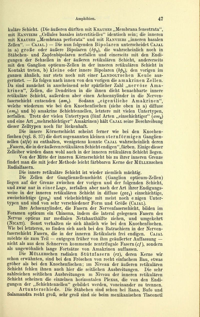 Amphibien. 4? kuläre Schicht. (Die äußeren dürften mit Krauses „Membrana fenestrata, mit Ranviers „Cellules basales interstitielles identisch sein; die inneren mit Krauses „Membrana perforata und mit Ranviers „inneren basalen Zellen. — Cajal.) — Die nun folgenden Bipolaren unterscheidet Cajal in a) große oder äußere Bipolaren {bp.^, die wahrscheinlich noch in Stäbchen- und Zapfenbipolaren zerfallen und einerseits mit den Endi- gungen der SehzeUen in der äußeren retikulären Schicht, andererseits mit den Ganglion opticum-Zellen in der inneren retikulären Schicht in Kontakt treten, b) kleine oder innere Bipolaren {hp^), den vorigen im ganzen ähnlich, nur stets noch mit einer Landoltsehen Keule aus- gerüstet. — Es folgen nach innen von den vorigen die amakrinen Zellen. Da sind zunächst in anscheinend sehr spärlicher Zahl „nervöse Ama- krinen, Zellen, die Dendriten in die ihnen dicht benachbarte innere retikuläre Schicht, außerdem aber einen Achsenzylinder in die Nerven- faserschicht entsenden {am^. Sodann ,,eigentliche Amakrinen, welche wiederum wie bei den Knochenfischen (siehe oben in a) diffuse {am^ und b) amakrine Schichtenzellen, letztere mit vielen Untertypen, zerfallen. Trotz der vielen Untertypen (fünf Arten „einschichtiger {am^ und eine Art,,mehrschichtiger Amakrinen) hält Cajal seine Beschreibung dieser Zelltypen noch für lückenhaft. Die innere Körnerschicht scheint ferner wie bei den Knochen- fischen (vgl. S. 37) die dort sogenannten kleinen sternförmigen Ganglien- zellen (stfz) zu enthalten, wenigstens konnte Cajal wahrscheinlich deren ,,Fasern, die in der äußeren retikulären Schicht endigen, färben. Einige dieser Zelleiber würden dann wohl auch in der inneren retikulären Schicht liegen. Von der Mitte der inneren Körnerschicht bis zu ihrer inneren Grenze findet man die mit jeder Methode leicht färbbaren Kerne der MÜLLERschen Radialfasern. Die innere retikuläre Schicht ist wieder ziemlich mächtig. Die Zellen der Ganglienzellenschicht (Ganglion opticum-Zellen) liegen auf der Grenze zwischen der vorigen und der folgenden Schicht, und zwar nur in einer Lage, zerfallen aber nach der Art ihrer Endigungs- weise in der inneren retikulären Schicht in diffuse {goz-^ einschichtige, zweischichtige {goz^ und vielschichtige mit meist noch e.nigen Unter- typen und sind von sehr verschiedener Form und Größe (Cajal). Ihre Achsenzylinder, die Fasern der Nervenfaserschicht, bilden im Foramen opticum ein Chiasma, indem die lateral gelegenen Fasern des Nervus opticus zur medialen Netzhauthälfte ziehen, und umgekehrt (NicATi). Sonst verhalten sie sich ähnlich wie bei den Knochenfischen. Wie bei letzteren, so finden sich auch bei den Batrachiern in der Nerven- faserschicht Fasern, die in der inneren Retikularis frei endigen. Cajal niöchte sie zum Teil — entgegen früher von ihm geäußerter Auffassung — nicht als aus dem Sehnerven kommende zentrifugale Fasern (c/), sondern als ungewöhnlich lange Fortsätze von Amakrinen auffassen. Die MüLLERschen radialen Stützfasern (rz\ deren Kerne wir schon erwähnten, sind bei den Fröschen von recht einfachem Bau, etwas gröber als bei den Knochenfischen; im Niveau der äußeren retikulären Schicht fehlen ihnen auch hier die seitlichen Ausbreitungen. Die sehr zahlreichen seitlichen Ausbreitungen m Niveau der inneren retikulären Schicht scheinen die einzelnen horizontalen Plexus, die von den Endi- gungen der ,,Schichtenzellen gebildet werden, voneinander zu trennen. Artunterschiede. Die Stäbchen sind schon bei Rana, Bufo und Salamandra recht groß, sehr groß sind sie beim mexikanischen Tlaconetl