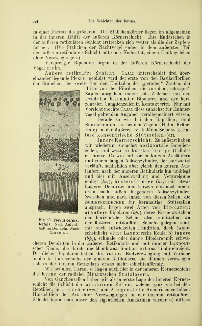 in einer Facette des größeren. Die Stäbchenkörner liegen im allgemeinen in der inneren Hälfte der äußeren Körnerschicht. Ihre Endästchen in der äußeren retikulären Schicht erstrecken sich weiter als die der Zapfen- formen. (Die Stäbchen der Nachtvögel enden in dem äußersten Teil der äußeren retikulären Schicht mit einer Nodosität, einem Endkügelchen ohne Verzweigungen.) Versprengte Bipolaren liegen in der äußeren Körnerschicht der Vögel nicht. Äußere retikuläre Schicht. Cajal unterscheidet drei über- einander liegende Plexus; gebildet wird der erste von den Basilarfibrillen der Stäbchen, der zweite von den Endfäden der „geraden Zapfen, der dritte von den Fibrillen, die von den ,,schrägen Zapfen ausgehen, indem jede Zellenart mit den Dendriten bestimmter Bipolaren und der hori- zontalen Ganglienzellen in Kontakt tritt. Nur mit Vorsicht möchte Cajal diese zunächst für Hühner- vögel geltenden Angaben verallgemeinert wissen. Gerade so wie bei den Keptilien, fand ScHiEFFERDECKER bei den Vögeln (Huhn, Krähe, Ente) in der äußeren retikulären Schicht kern- lose konzentrische Stützzellen (cz). Innere Körner schicht. Zu äußerst haben wir wiederum zunächst horizontale Ganglien- zellen, und zwar a) bürstenförmige (Cellules en brosse, Cajal) mit vielen kurzen Ausläufern und einem langen Achsenzylinder, der horizontal verläuft, schließlich aber gleich den kurzen Aus- läufern nach der äußeren Eetikularis hin umbiegt und hier mit Anschwellung und Verzweigung endigt (hz-^); b) sternförmige {hz2) mit etwas längeren Dendriten und kurzem, erst nach innen, dann nach außen biegendem Achsenzylinder. Zwischen und nach innen von diesen Zellen, die SCHIEFFERDECKER für kernhaltige Stützzellen ansprach, liegen zwei Arten von Bipolaren: a) äußere Bipolaren (bpi), deren Kerne zwischen den horizontalen Zellen, also unmittelbar an der äußeren retikulären Schicht gelegen sind, mit reich entwickelten Dendriten, doch (wahr- scheinlich) ohne LANDOLTsche Keule, b) innere {bp2), schmale oder dünne Bipolareamit schwä- cheren Dendriten in der äußeren Eetikularis und mit dünner Landolt- scher Keule, die durch die Membrana limitans externa hindurchreicht. Die dicken Bipolaren haben ihre innere Endverzweigung mit Vorliebe in der 5. Unterschicht der inneren Eetikularis, die dünnen verzweigen sich in der inneren Eetikularis etwas mehr schichtenförmig. Wie bei allen Tieren, so liegen auch hier in der inneren Körnerschicht die Kerne der radialen MüLLERschen Stützfasern. Von Ganglienzellen haben wir als innerste Lage der inneren Körner- schicht die Schicht der amakrinen Zellen, welche, ganz wie bei den Eeptilien, in 1. nervöse (am^) und 2. eigentliche Amakrinen zerfallen. Hinsichtlich der Art ihrer Verzweigungen in der inneren retikulären Schicht kann man unter den eigentlichen Amakrinen wieder a) diffuse Fig. 52. Corvus cornix, Retina. Nach Aufent- halt im Dunkeln. Nach Chiarini.