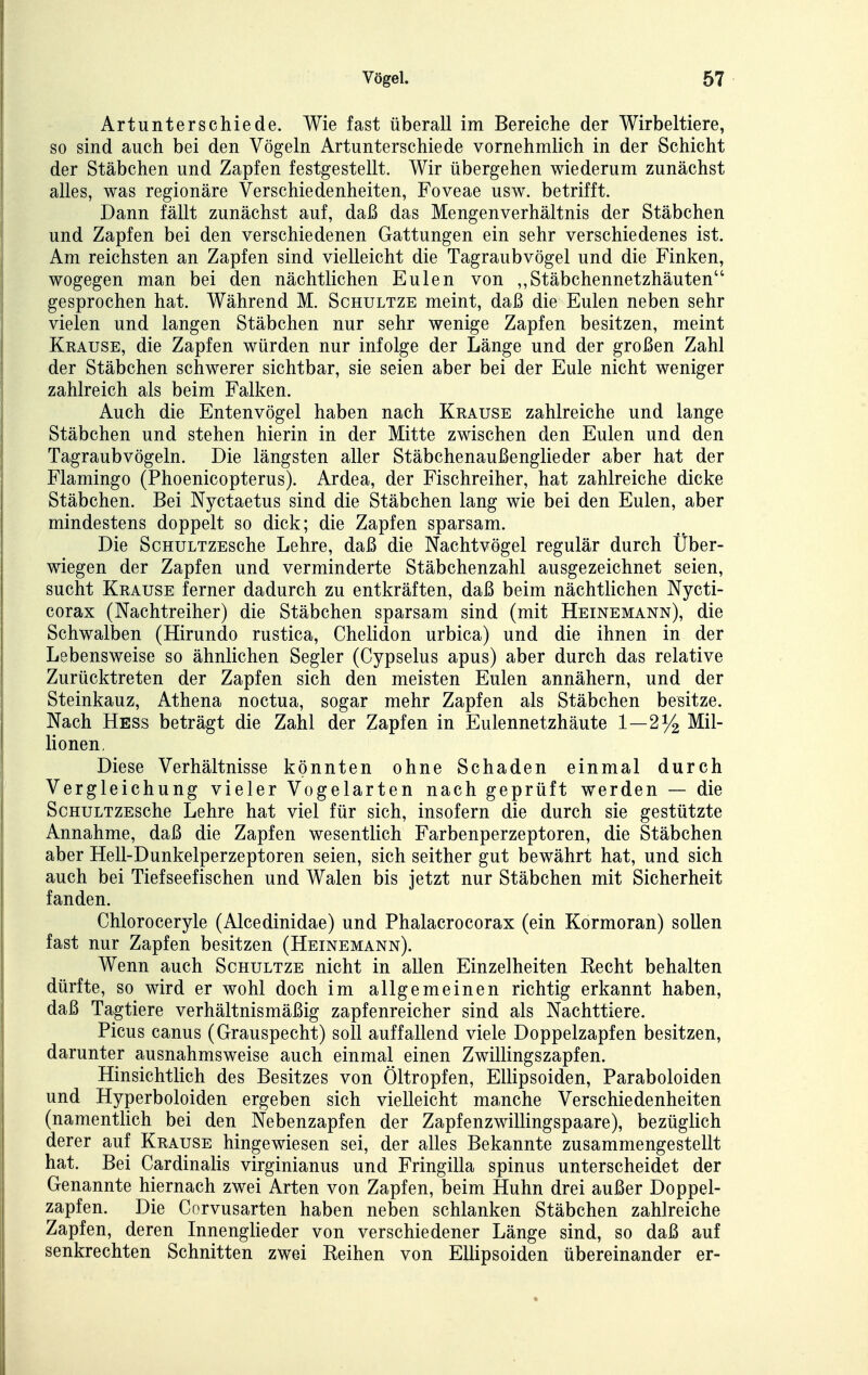 Artunterschiede. Wie fast überall im Bereiche der Wirbeltiere, so sind auch bei den Vögeln Artunterschiede vornehmlich in der Schicht der Stäbchen und Zapfen festgestellt. Wir übergehen wiederum zunächst alles, was regionäre Verschiedenheiten, Foveae usw. betrifft. Dann fällt zunächst auf, daß das Mengenverhältnis der Stäbchen und Zapfen bei den verschiedenen Gattungen ein sehr verschiedenes ist. Am reichsten an Zapfen sind vielleicht die Tagraubvögel und die Finken, wogegen man bei den nächtlichen Eulen von ,, Stäbchennetzhäuten gesprochen hat. Während M. Schultze meint, daß die Eulen neben sehr vielen und langen Stäbchen nur sehr wenige Zapfen besitzen, meint Krause, die Zapfen würden nur infolge der Länge und der großen Zahl der Stäbchen schwerer sichtbar, sie seien aber bei der Eule nicht weniger zahlreich als beim Falken. Auch die Entenvögel haben nach Krause zahlreiche und lange Stäbchen und stehen hierin in der Mitte zwischen den Eulen und den Tagraubvögeln. Die längsten aller Stäbchenaußenglieder aber hat der Flamingo (Phoenicopterus). Ardea, der Fischreiher, hat zahlreiche dicke Stäbchen. Bei Nyctaetus sind die Stäbchen lang wie bei den Eulen, aber mindestens doppelt so dick; die Zapfen sparsam. Die ScHULTZEsche Lehre, daß die Nachtvögel regulär durch Über- wiegen der Zapfen und verminderte Stäbchenzahl ausgezeichnet seien, sucht Krause ferner dadurch zu entkräften, daß beim nächtlichen Nycti- corax (Nachtreiher) die Stäbchen sparsam sind (mit Heinemann), die Schwalben (Hirundo rustica, Chelidon urbica) und die ihnen in der Lebensweise so ähnlichen Segler (Cypselus apus) aber durch das relative Zurücktreten der Zapfen sich den meisten Eulen annähern, und der Steinkauz, Athena noctua, sogar mehr Zapfen als Stäbchen besitze. Nach Hess beträgt die Zahl der Zapfen in Eulennetzhäute 1—2% Mil- lionen. Diese Verhältnisse könnten ohne Schaden einmal durch Vergleichung vieler Vogelarten nach geprüft werden — die ScHULTZEsche Lehre hat viel für sich, insofern die durch sie gestützte Annahme, daß die Zapfen wesentlich Farbenperzeptoren, die Stäbchen aber Hell-Dunkelperzeptoren seien, sich seither gut bewährt hat, und sich auch bei Tiefseefischen und Walen bis jetzt nur Stäbchen mit Sicherheit fanden. Chloroceryle (Alcedinidae) und Phalacrocorax (ein Kormoran) sollen fast nur Zapfen besitzen (Heinemann). Wenn auch Schultze nicht in allen Einzelheiten Recht behalten dürfte, so wird er wohl doch im allgemeinen richtig erkannt haben, daß Tagtiere verhältnismäßig zapfenreicher sind als Nachttiere. Picus canus (Grauspecht) soll auffallend viele Doppelzapfen besitzen, darunter ausnahmsweise auch einmal einen Zwillingszapfen. Hinsichtlich des Besitzes von Öltropfen, EUipsoiden, Paraboloiden und Hyperboloiden ergeben sich vielleicht manche Verschiedenheiten (namentlich bei den Nebenzapfen der Zapfenzwillingspaare), bezüglich derer auf Krause hingewiesen sei, der alles Bekannte zusammengestellt hat. Bei Cardinalis virginianus und Fringilla spinus unterscheidet der Genannte hiernach zwei Arten von Zapfen, beim Huhn drei außer Doppel- zapfen. Die Corvusarten haben neben schlanken Stäbchen zahlreiche Zapfen, deren Innenglieder von verschiedener Länge sind, so daß auf senkrechten Schnitten zwei Reihen von EUipsoiden übereinander er-