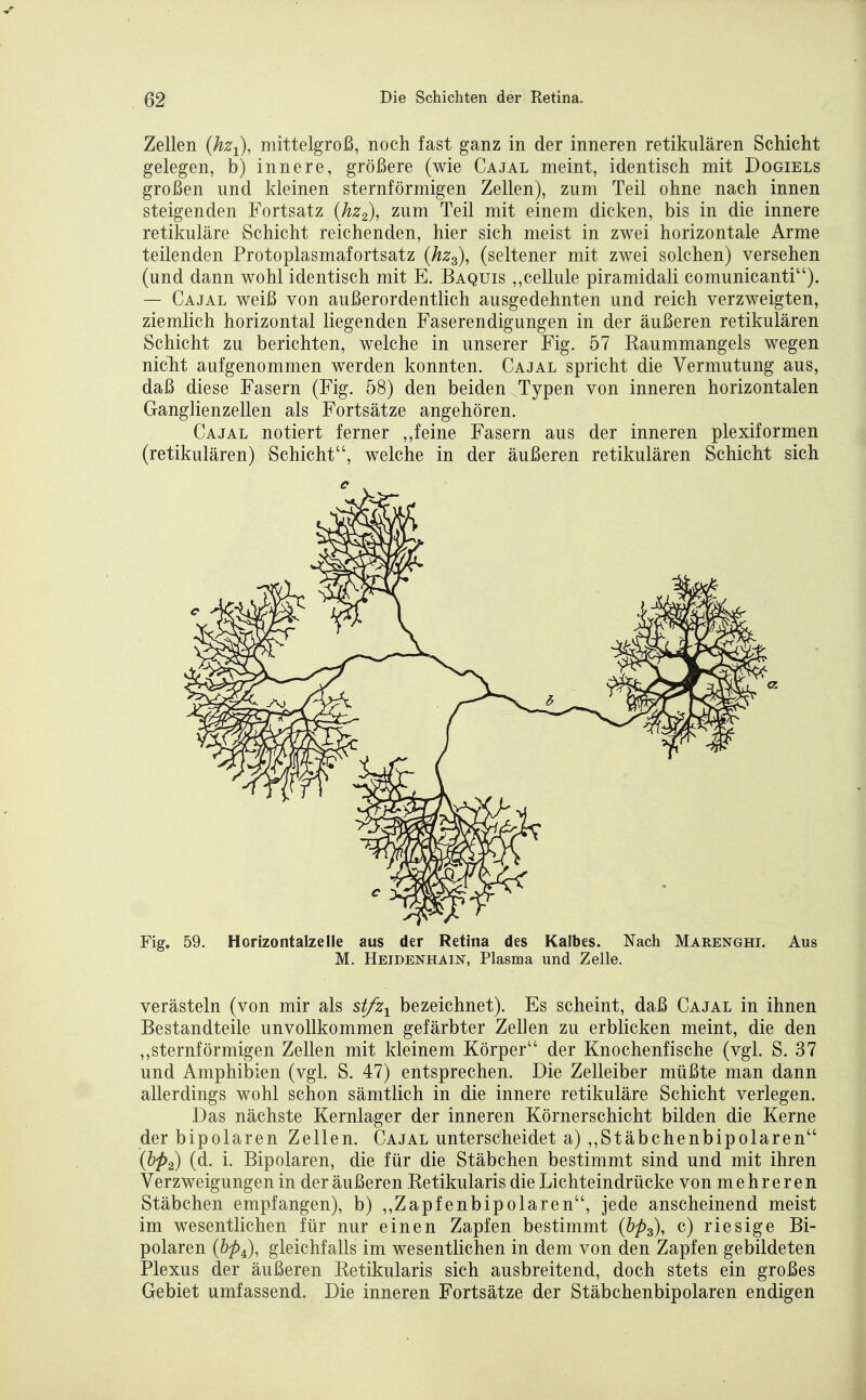 Zellen (hzi), mittelgroß, noch fast ganz in der inneren retikulären Schicht gelegen, b) innere, größere (wie Cajal meint, identisch mit Dogiels großen und kleinen sternförmigen Zellen), zum Teil ohne nach innen steigenden Fortsatz (^2:2), zum Teil mit einem dicken, bis in die innere retikuläre Schicht reichenden, hier sich meist in zwei horizontale Arme teilenden Protoplasmafortsatz (hz^), (seltener mit zwei solchen) versehen (und dann wohl identisch mit E. Baquis ,,cellule piramidali comunicanti). — Cajal weiß von außerordentlich ausgedehnten und reich verzweigten, ziemlich horizontal liegenden Faserendigungen in der äußeren retikulären Schicht zu berichten, welche in unserer Fig. 57 Raummangels wegen nicht aufgenommen werden konnten. Cajal spricht die Vermutung aus, daß diese Fasern (Fig. 58) den beiden Typen von inneren horizontalen Ganglienzellen als Fortsätze angehören. Cajal notiert ferner ,,feine Fasern aus der inneren plexiformen (retikulären) Schicht, welche in der äußeren retikulären Schicht sich Fig. 59. Hcrizontalzelle aus der Retina des Kalbes. Nach Marenghi. Aus M. Heidenhain, Plasma und Zelle. verästeln (von mir als st/z^ bezeichnet). Es scheint, daß Cajal in ihnen Bestandteile unvollkommen gefärbter Zellen zu erblicken meint, die den ,,sternförmigen Zellen mit kleinem Körper der Knochenfische (vgl. S. 37 und Amphibien (vgl. S. 47) entsprechen. Die Zelleiber müßte man dann allerdings wohl schon sämtlich in die innere retikuläre Schicht verlegen. Das nächste Kernlager der inneren Körnerschicht bilden die Kerne der bipolaren Zellen. Cajal unterscheidet a) ,,Stäbchenbipolaren (bp^) (d. i. Bipolaren, die für die Stäbchen bestimmt sind und mit ihren Verzweigungen in der äußeren Ketikularis die Lichteindrücke von mehreren Stäbchen empfangen), b) ,,Zapfenbipolaren, jede anscheinend meist im wesentlichen für nur einen Zapfen bestimmt (^^3), c) riesige Bi- polaren (^^4), gleichfalls im wesentlichen in dem von den Zapfen gebildeten Plexus der äußeren Ketikularis sich ausbreitend, doch stets ein großes Gebiet umfassend. Die inneren Fortsätze der Stäbchenbipolaren endigen