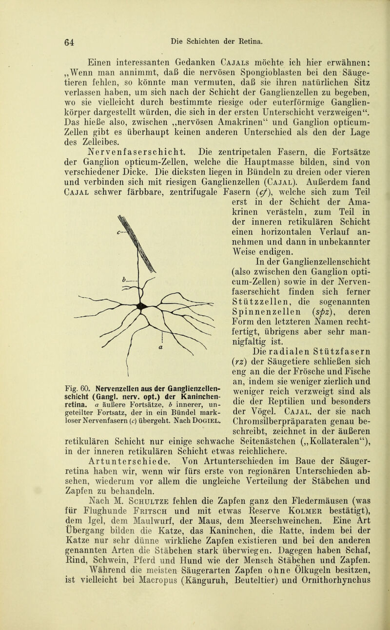 Einen interessanten Gedanken Cajals möchte ich hier erwähnen: „Wenn man annimmt, daß die nervösen Spongioblasten bei den Säuge- tieren fehlen, so könnte man vermuten, daß sie ihren natürlichen Sitz verlassen haben, um sich nach der Schicht der Ganglienzellen zu begeben, wo sie vielleicht durch bestimmte riesige oder euterförmige Ganglien- körper dargestellt würden, die sich in der ersten Unterschicht verzweigen. Das hieße also, zwischen „nervösen Amakrinen und Ganglion opticum- Zellen gibt es überhaupt keinen anderen Unterschied als den der Lage des Zelleibes. Nervenfaserschicht. Die zentripetalen Fasern, die Fortsätze der Ganglion opticum-Zellen, welche die Hauptmasse bilden, sind von verschiedener Dicke. Die dicksten liegen in Bündeln zu dreien oder vieren und verbinden sich mit riesigen Ganglienzellen (Cajal). Außerdem fand Cajal schwer färbbare, zentrifugale Fasern {cf), welche sich zum Teil erst in der Schicht der Ama- krinen verästeln, zum Teil in der inneren retikulären Schicht einen horizontalen Verlauf an- nehmen und dann in unbekannter Weise endigen. In der Ganglienzellenschicht (also zwischen den Ganglion opti- cum-Zellen) sowie in der Nerven- faserschicht finden sich ferner Stützzellen, die sogenannten Spinnenzellen {spz), deren Form den letzteren Namen recht- fertigt, übrigens aber sehr man- nigfaltig ist. Dieradialen Stützfasern {rz) der Säugetiere schließen sich eng an die der Frösche und Fische an, indem sie weniger zierlich und weniger reich verzweigt sind als die der Eeptilien und besonders der Vögel. Cajal. der sie nach Chromsilberpräparaten genau be- schreibt, zeichnet in der äußeren retikulären Schicht nur einige schwache Seitenästchen (,,Kollateralen), in der inneren retikulären Schicht etwas reichlichere. Artunterschiede. Von Artunterschieden im Baue der Säuger- retina haben wir, wenn wir fürs erste von regionären Unterschieden ab- sehen, wiederum vor allem die ungleiche Verteilung der Stäbchen und Zapfen zu behandeln. Nach M. ScHULTZE fehlen die Zapfen ganz den Fledermäusen (was für Flughunde Fritsch und mit etwas Reserve Kolmer bestätigt), dem Igel, dem Maulwurf, der Maus, dem Meerschweinchen. Eine Art Übergang bilden die Katze, das Kaninchen, die Ratte, indem bei der Katze nur sehr dünne wirkUche Zapfen existieren und bei den anderen genannten Arten die Stäbchen stark überwiegen. Dagegen haben Schaf, Rind, Schwein, Pferd und Hund wie der Mensch Stäbchen und Zapfen. Während die meisten Säugerarten Zapfen ohne Ölkugeln besitzen, ist vielleicht bei Macropus (Känguruh, Beuteltier) und Ornithorhynchus Fig. 60. Nervenzellen aus der Ganglienzellen- schicht (Gangl. nerv, opt.) der Kaninchen- retina, a äußere Fortsätze, b innerer, un- geteilter Fortsatz, der in ein Bündel mark- loser Nervenfasern {c) übergeht. Nach Dogiel.