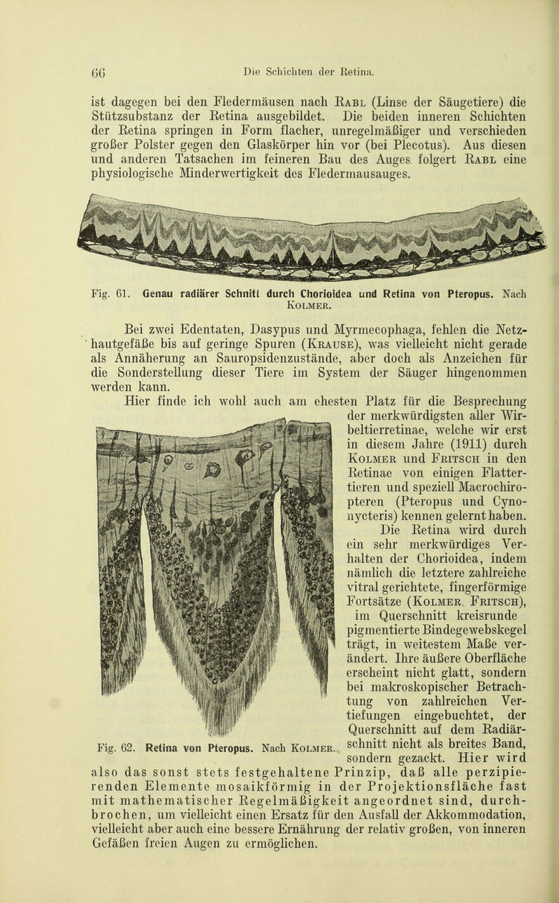 ist dagegen bei den Fledermäusen nach Kabl (Linse der Säugetiere) die Stützsubstanz der Ketina ausgebildet. Die beiden inneren Schichten der Ketina springen in Form flacher, unregelmäßiger und verschieden großer Polster gegen den Glaskörper hin vor (bei Plecotus). Aus diesen und anderen Tatsachen im feineren Bau des Auges folgert Rabl eine physiologische Minderwertigkeit des Fledermausauges. Fig. 61. Genau radiärer Schnitt durch Chorioidea und Retina von Pteropus. Nach KOLMER. Bei zwei Edentaten, Dasypus und Myrmecophaga, fehlen die Netz- hautgefäße bis auf geringe Spuren (Krause), was vielleicht nicht gerade als Annäherung an Sauropsidenzustände, aber doch als Anzeichen für die Sonderstellung dieser Tiere im System der Säuger hingenommen werden kann. Hier finde ich wohl auch am ehesten Platz für die Besprechung also das sonst stets festgehaltene Prinzip, daß alle perzipie- renden Elemente mosaikförmig in der Projektionsfläche fast mit mathematischer Regelmäßigkeit angeordnet sind, durch- brochen, um vielleicht einen Ersatz für den Ausfall der Akkommodation, vielleicht aber auch eine bessere Ernährung der relativ großen, von inneren Gefäßen freien Augen zu ermöglichen. der merkwürdigsten aller Wir- beltierretinae, welche wir erst in diesem Jahre (1911) durch KoLMER und Fritsch in den Retinae von einigen Flatter- tieren und speziell Macrochiro- pteren (Pteropus und Cyno- nycteris) kennen gelernt haben. Fig. 62. Retina von Pteropus. Nach Kolmer. Die Retina wird durch ein sehr merkwürdiges Ver- halten der Chorioidea, indem nämhch die letztere zahlreiche vitral gerichtete, fingerförmige Fortsätze (Kolmer, Fritsch), im Querschnitt kreisrunde pigmentierte Bindegewebskegel trägt, in weitestem Maße ver- ändert. Ihre äußere Oberfläche erscheint nicht glatt, sondern bei makroskopischer Betrach- tung von zahlreichen Ver- tiefungen eingebuchtet, der Querschnitt auf dem Radiär- schnitt nicht als breites Band, sondern gezackt. Hier wird
