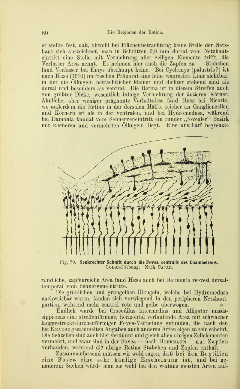 er stellte fest, daß, obwohl bei Flächenbetrachtung keine Stelle der Netz- haut sich auszeichnet, man in Schnitten 0,8 mm dorsal vom Netzhaut- eintritt eine Stelle mit Vermehrung aller zelligen Elemente trifft, die Verfasser Area nennt. Es nehmen hier auch die Zapfen zu — Stäbchen fand Verfasser bei Emys überhaupt keine. Bei Cyclemys (palustris?) ist nach Hess (1910) im frischen Präparat eine feine wagrechte Linie sichtbar, in der die Ölkugeln beträchtlicher kleiner und dichter stehend sind als dorsal und besonders als ventral. Die Ketina ist in diesem Streifen auch von größter Dicke, wesentlich infolge Vermehrung der äußeren Körner. Ähnliche, aber weniger prägnante Verhältnisse fand Hess bei Nicoria, wo außerdem die Retina in der dorsalen Hälfte reicher an Ganglienzellen und Körnern ist als in der ventralen, und bei Hydromedusa, während bei Damonia kaudal vom Sehnerveneintritt ein runder „fovealer Bezirk mit kleineren und vermehrten Ölkugeln liegt. Eine unscharf begrenzte Fig. 79. Senkrechter Schnitt durch die Fovea centralis des Chamaeleons. GoLGi-Färbung. Nach Cajal. iLndliche, zapfenreiche Area fand Hess auch bei Daimon'a reevesi dorsal- temporal vom Sehnervene ntritte. Die grünlichen und grüngelben Ölkugeln, welche bei Hydromedusa nachweisbar waren, fanden sich vorwiegend in den peripheren Netzhaut- partien, während mehr zentral rote und gelbe überwogen. Endlich wurde bei Crocodilus intermedius und Alligator missis- sippiensis eine streifenförmige, horizontal verlaufende Area mit schwacher langgestreckt-furchenförmiger Fovea-Vertiefung gefunden, die nach den bei Keause gesammelten Angaben auch anderen Arten eigen zu sein scheint. Die Sehzellen sind auch hier verdünnt und gleich allen übrigen Zellelementen vermehrt, und zwar sind in der Fovea — nach Hoffmann — nur Zapfen vorhanden, während diÖ übrige Ketina Stäbchen und Zapfen enthält. Zusammenfassend müssen wir wohl sagen, daß bei den Reptilien eine Fovea eine sehr häufige Erscheinung ist, und bei ge- nauerem Suchen würde man sie wohl bei den weitaus meisten Arten auf-