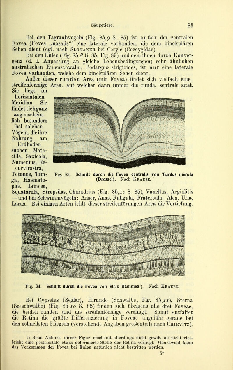 Bei den Tagraubvögeln (Fig. 86,9 S. 85) ist außer der zentralen Fovea (Fovea „nasalis) eine laterale vorhanden, die dem binokularen Sehen dient (dgl. nach Slonaker bei Ceryle (Coccygidae). Bei den Eulen (Fig. 85,5 S. 85, Fig. 89) und dem ihnen durch Konver- genz (d. i. Anpassung an gleiche Lebensbedingungen) sehr ähnlichen australischen Eulenschwalm, Podargus strigioides, ist nur eine laterale Fovea vorhanden, welche dem binokularen Sehen dient. Außer dieser runden Area (mit Fovea) findet sich vielfach eine streifenförmige Area, auf welcher dann immer die runde, zentrale sitzt. Sie liegt im horizontalen Meridian. Sie findet sich ganz augenschein- lich besonders bei solchen Vögeln, die ihre Nahrung am Erdboden suchen: Mota- cilla, Saxicola, Numenius, Ee- curvirostra, Totanus, Trin- ga, Haemato- pus, Limosa, Squatarola, Strepsilas, Charadrius (Fig. 85, jo S. 85), Vanellus, Aegialitis — und bei Schwimmvögeln: Anser, Anas, Fuligula, Fratercula, Alca, Uria, Larus. Bei einigen Arten fehlt dieser streifenförmigen Area die Vertiefung. Fig. 83. Schnitt durch die Fovea centralis von Turdus merula (Drossel). Nach Krause. Bei Cypselus (Segler), Hirundo (Schwalbe, Fig. 85,jj), Sterna (Seeschwalbe) (Fig. 85 10 S. 85) finden sich übrigens alle drei Foveae, die beiden runden und die streifenförmige vereinigt. Somit entfaltet die Eetina die größte Differenzierung in Foveae ungefähr gerade bei den schnellsten Fliegern (vorstehende Angaben großenteils nach Chievitz). 1) Beim Anblick dieser Figur erscheint allerdings nicht gewiß, ob nicht viel- leicht eine postmortale etwas deformierte Stelle der Retina vorliegt. Gleichwohl kann das Vorkommen der Fovea bei Eulen natürlich nicht bestritten werden. 6*