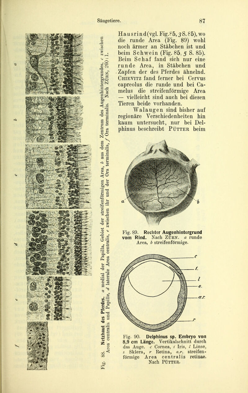 H a u s r i n d (vgl. Fig. P5,3 S. 85), wo die runde Area (Fig. 89) wohl noch ärmer an Stäbchen ist und beim Schwein (Fig. 85, 5 S. 85). Beim Schaf fand sich nur eine runde Area, in Stäbchen und Zapfen der des Pferdes ähnelnd. Chievitz fand ferner bei Cervus capreolus die runde und bei Ca- melus die streifenförmige Area — vielleicht sind auch bei diesen Tieren beide vorhanden. Walaugen sind bisher auf regionäre Verschiedenheiten hin kaum untersucht, nur bei Del- phinus beschreibt Pütter beim Fig. 89. Rechter Augenhintergrund vom Rind. Nach Zürn, a runde Area, b streifenförmige. Fig. 90. Delphinus sp. Embryo von 8,9 cm Länge. Vertikalschnitt durch das Auge, c Cornea, z Iris, / Linse, s Sklera, r Retina, a.r. streifen- förmige Area centralis retinae. Nach PÜTTER.