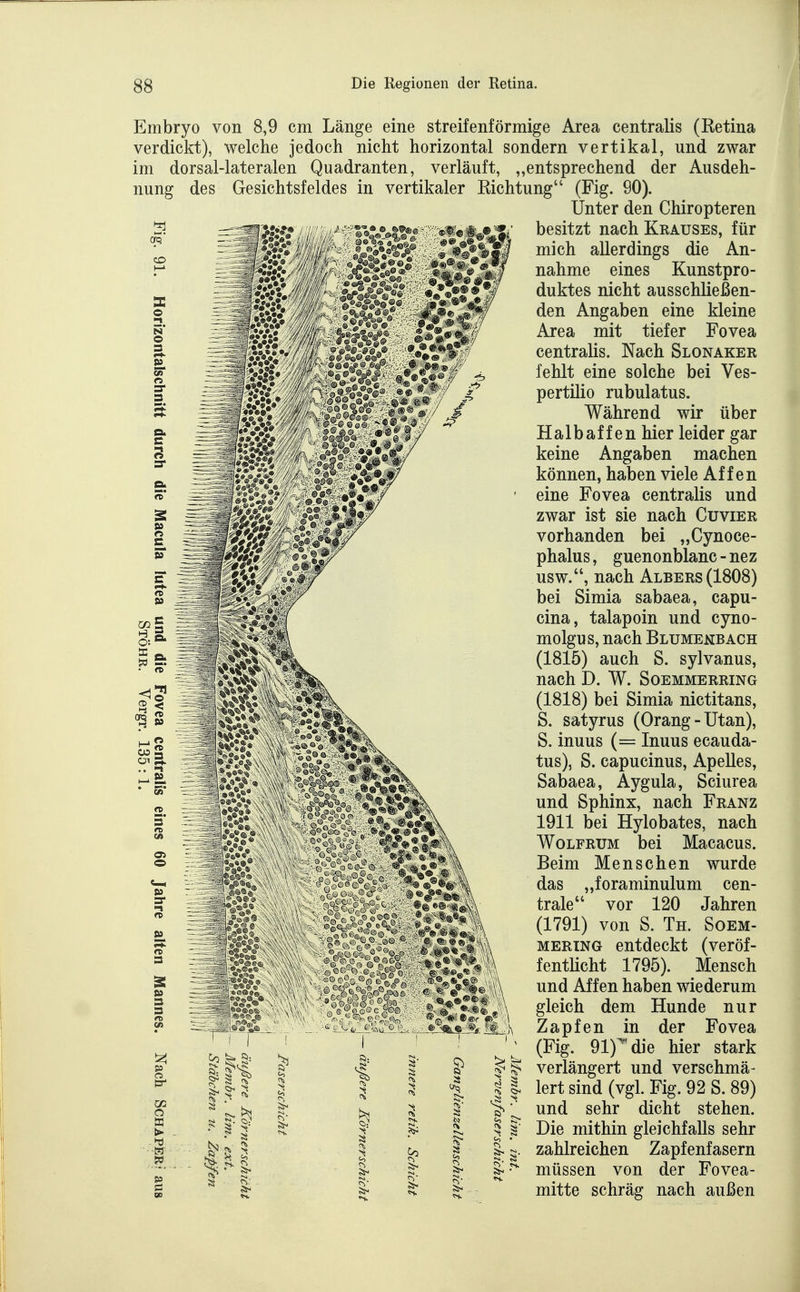 Embryo von 8,9 cm Länge eine streifenförmige Area centralis (Ketina verdickt), welche jedoch nicht horizontal sondern vertikal, und zwar im dorsal-lateralen Quadranten, verläuft, „entsprechend der Ausdeh- nung des Gesichtsfeldes in vertikaler Kichtung (Fig. 90). Unter den Chiropteren besitzt nach Krauses, für mich allerdings die An- nahme eines Kunstpro- duktes nicht ausschließen- den Angaben eine kleine Area mit tiefer Fovea centralis. Nach Slonaker fehlt eine solche bei Ves- pertilio rubulatus. Während wir über Halbaffen hier leider gar keine Angaben machen können, haben viele Affen eine Fovea centralis und zwar ist sie nach Cuvier vorhanden bei „Cynoce- phalus, guenonblanc - nez usw., nach Albers (1808) bei Simia sabaea, capu- cina, talapoin und cyno- molgus, nach Blumekbach (1815) auch S. sylvanus, nach D. W. Soemmerring (1818) bei Simia nictitans, S. satyrus (Orang-Utan), S. inuus (= Inuus ecauda- tus), S. capucinus, Apelles, Sabaea, Aygula, Sciurea und Sphinx, nach Franz 1911 bei Hylobates, nach Wolfrum bei Macacus. Beim Menschen wurde das „foraminulum cen- trale vor 120 Jahren (1791) von S. Th. Soem- MERiNG entdeckt (veröf- fentHcht 1795). Mensch und Affen haben wiederum gleich dem Hunde nur Zapfen in der Fovea (Fig. 91)^'die hier stark verlängert und verschmä- lert sind (vgl. Fig. 92 S. 89) und sehr dicht stehen. Die mithin gleichfalls sehr zahlreichen Zapfenfasern müssen von der Fovea- mitte schräg nach außen