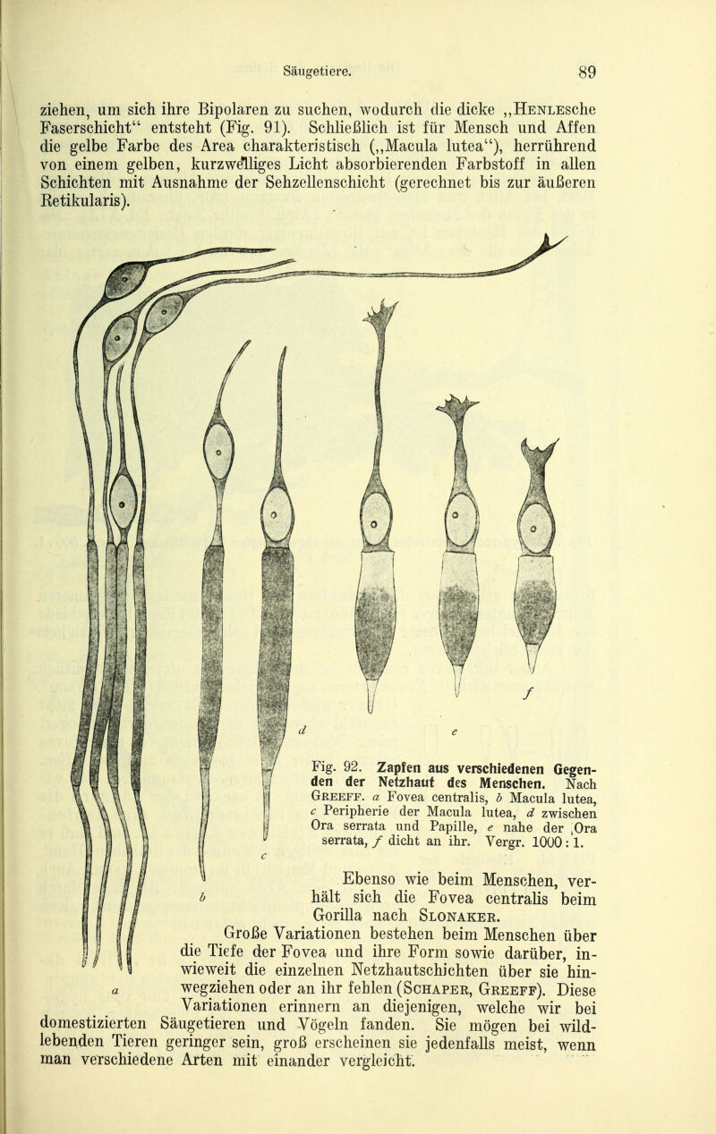 ziehen, um sich ihre Bipolaren zu suchen, wodurch die dicke „HENLEsche Faserschicht entsteht (Fig. 91). Schließlich ist für Mensch und Affen die gelbe Farbe des Area charakteristisch (,,Macula lutea), herrührend von einem gelben, kurzwelliges Licht absorbierenden Farbstoff in allen Schichten mit Ausnahme der Sehzellenschicht (gerechnet bis zur äußeren Retikularis). / Fig. 92. Zapfen aus verschiedenen Gegen- den der Netzhaut des Menschen. Nach GfiEEFF. a Fovea centralis, b Macula lutea, c Peripherie der Macula lutea, d zwischen Ora serrata und Papille, e nahe der ^Ora serrata, / dicht an ihr. Yergr. 1000 :1. Ebenso wie beim Menschen, ver- hält sich die Fovea centralis beim Gorilla nach Slonaker. Große Variationen bestehen beim Menschen über die Tiefe der Fovea und ihre Form sowie darüber, in- wieweit die einzelnen Netzhautschichten über sie hin- a wegziehen oder an ihr fehlen (Schaper, Greeff). Diese Variationen erinnern an diejenigen, welche wir bei domestizierten Säugetieren und Vögeln fanden. Sie mögen bei wild- lebenden Tieren geringer sein, groß erscheinen sie jedenfalls meist, wenn man verschiedene Arten mit einander vergleicht.