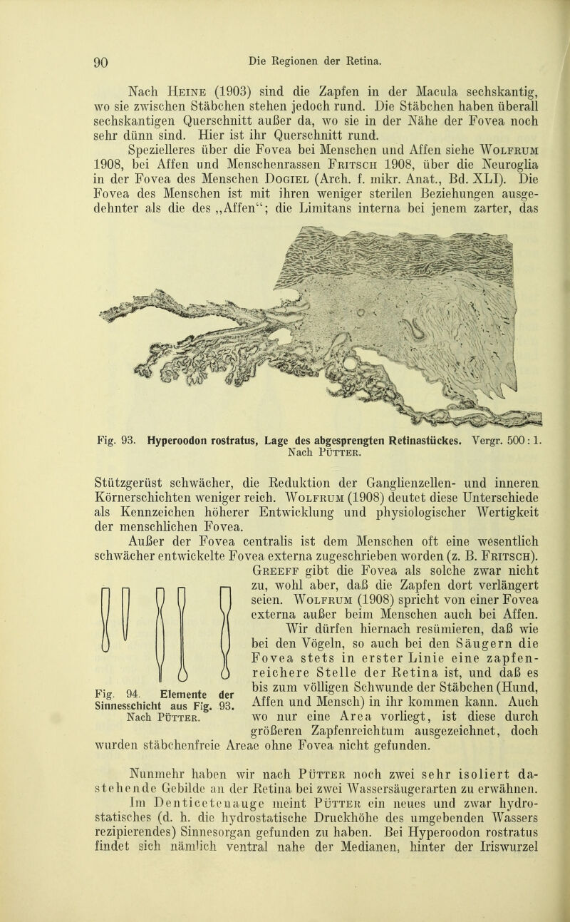 Nach Heine (1903) sind die Zapfen in der Macula sechskantig, wo sie zwischen Stäbchen stehen jedoch rund. Die Stäbchen haben überall sechskantigen Querschnitt außer da, wo sie in der Nähe der Fovea noch sehr dünn sind. Hier ist ihr Querschnitt rund. Spezielleres über die Fovea bei Menschen und Affen siehe Wolfrum 1908, bei Affen und Menschenrassen Fritsch 1908, über die Neuroglia in der Fovea des Menschen Dogiel (Arch. f. mikr. Anat., Bd. XLI). Die Fovea des Menschen ist mit ihren weniger sterilen Beziehungen ausge- dehnter als die des ,,Affen; die Limitans interna bei jenem zarter, das Fig. 93. Hyperoodon rostratus, Lage des abgesprengten Retinastückes. Vergr. 500:1. Nach PÜTTER. Stützgerüst schwächer, die Keduktion der Ganglienzellen- und inneren Körnerschichten weniger reich. Wolfrum (1908) deutet diese Unterschiede als Kennzeichen höherer Entwicklung und physiologischer Wertigkeit der menschlichen Fovea. Außer der Fovea centralis ist dem Menschen oft eine wesentlich schwächer entwickelte Fovea externa zugeschrieben worden (z. B. Fritsch). Greeff gibt die Fovea als solche zwar nicht zu, wohl aber, daß die Zapfen dort verlängert seien. Wolfrum (1908) spricht von einer Fovea externa außer beim Menschen auch bei Affen. Wir dürfen hiernach resümieren, daß wie bei den Vögeln, so auch bei den Säugern die Fovea stets in erster Linie eine zapfen- reichere Stelle der Retina ist, und daß es bis zum völligen Schwunde der Stäbchen (Hund, Affen und Mensch) in ihr kommen kann. Auch wo nur eine Area vorliegt, ist diese durch größeren Zapfenreichtum ausgezeichnet, doch wurden stäbchenfreie Areae ohne Fovea nicht gefunden. 0 0 Fig. 94 Elemente der Sinnesschicht aus Fig. 93. Nach Pütter. Nunmehr haben wir nach PtiTXER noch zwei sehr isoliert da- stehende Gebilde an der Retina bei zwei Wassersäugerarten zu erwähnen. Im Denticetenauge meint Pütter ein neues und zwar hydro- statisches (d. h. die hydrostatische Druckhöhe des umgebenden Wassers rezipierendes) Sinnesorgan gefunden zu haben. Bei Hyperoodon rostratus findet sich nämlich ventral nahe der Medianen, hinter der Iriswurzel